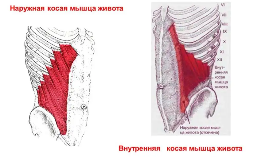 Наружная косая мышца