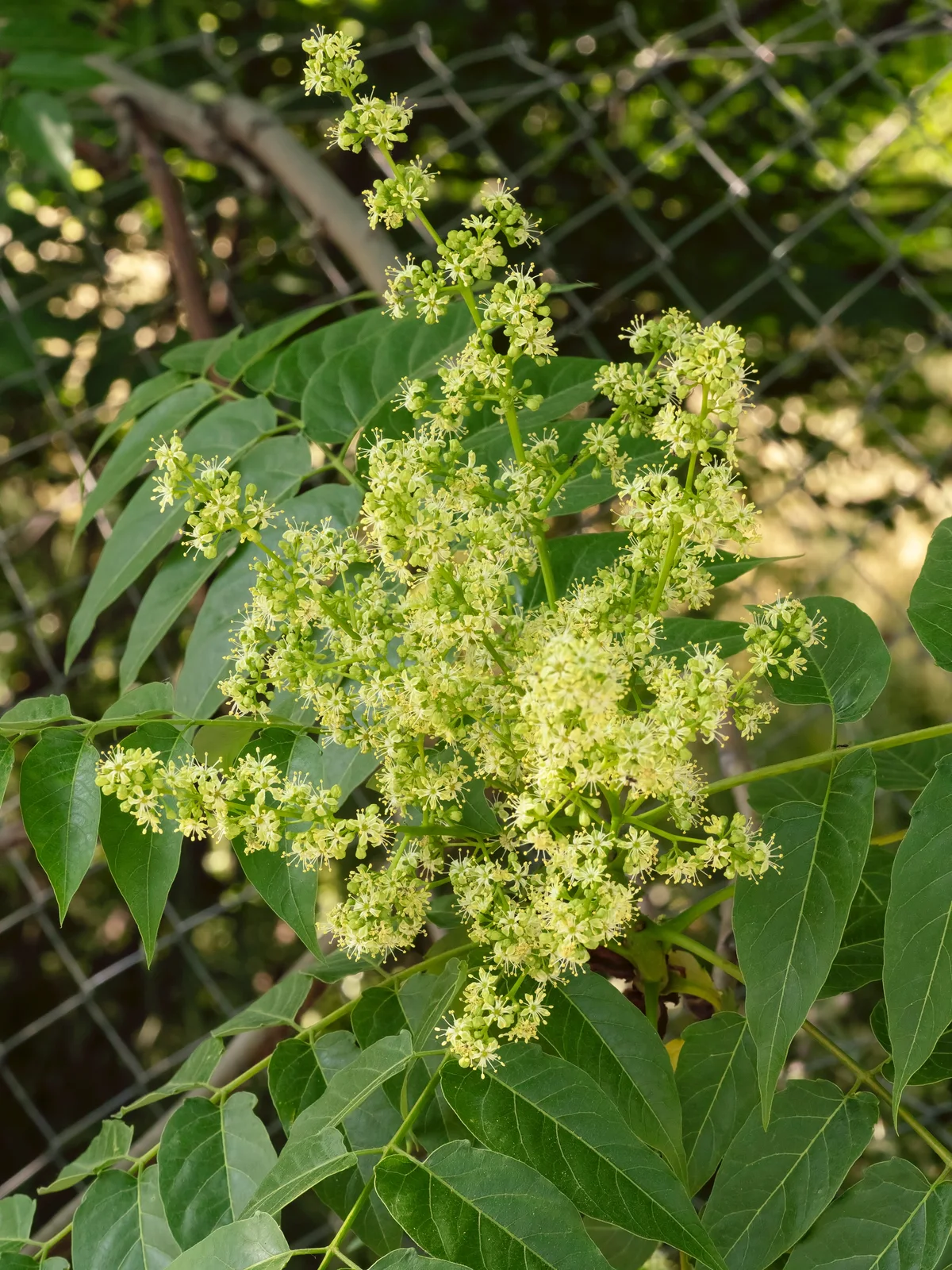 Ailanthus altissima 20200525a