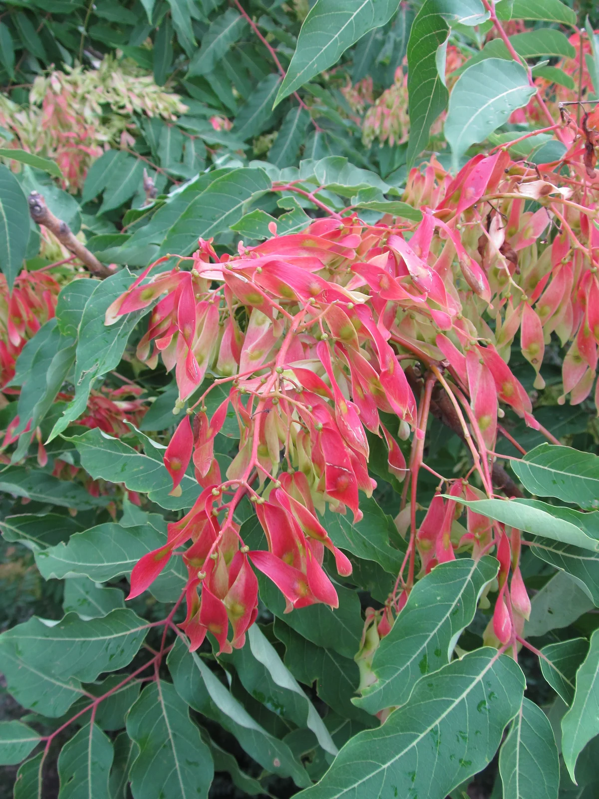 Ailanthus altissima, 2023-07-17, South Side, 03