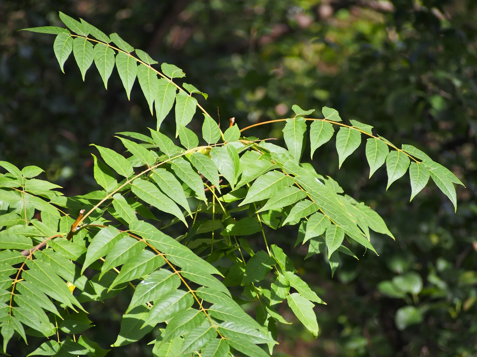 Ailanthus altissima Bożodrzew gruczołkowaty 2021-10-02 05