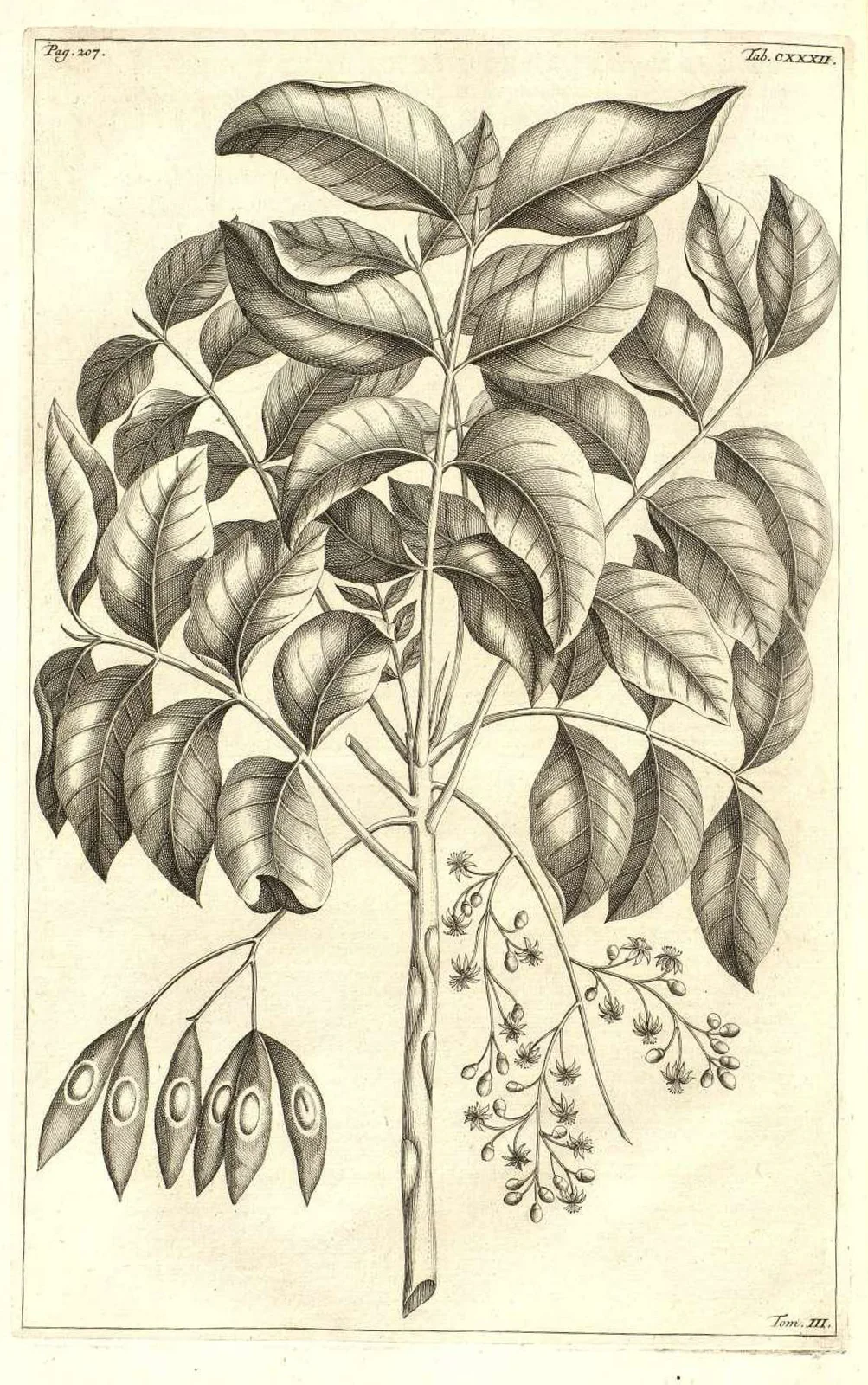 Arbor cæli Rumphius 1743 table 132