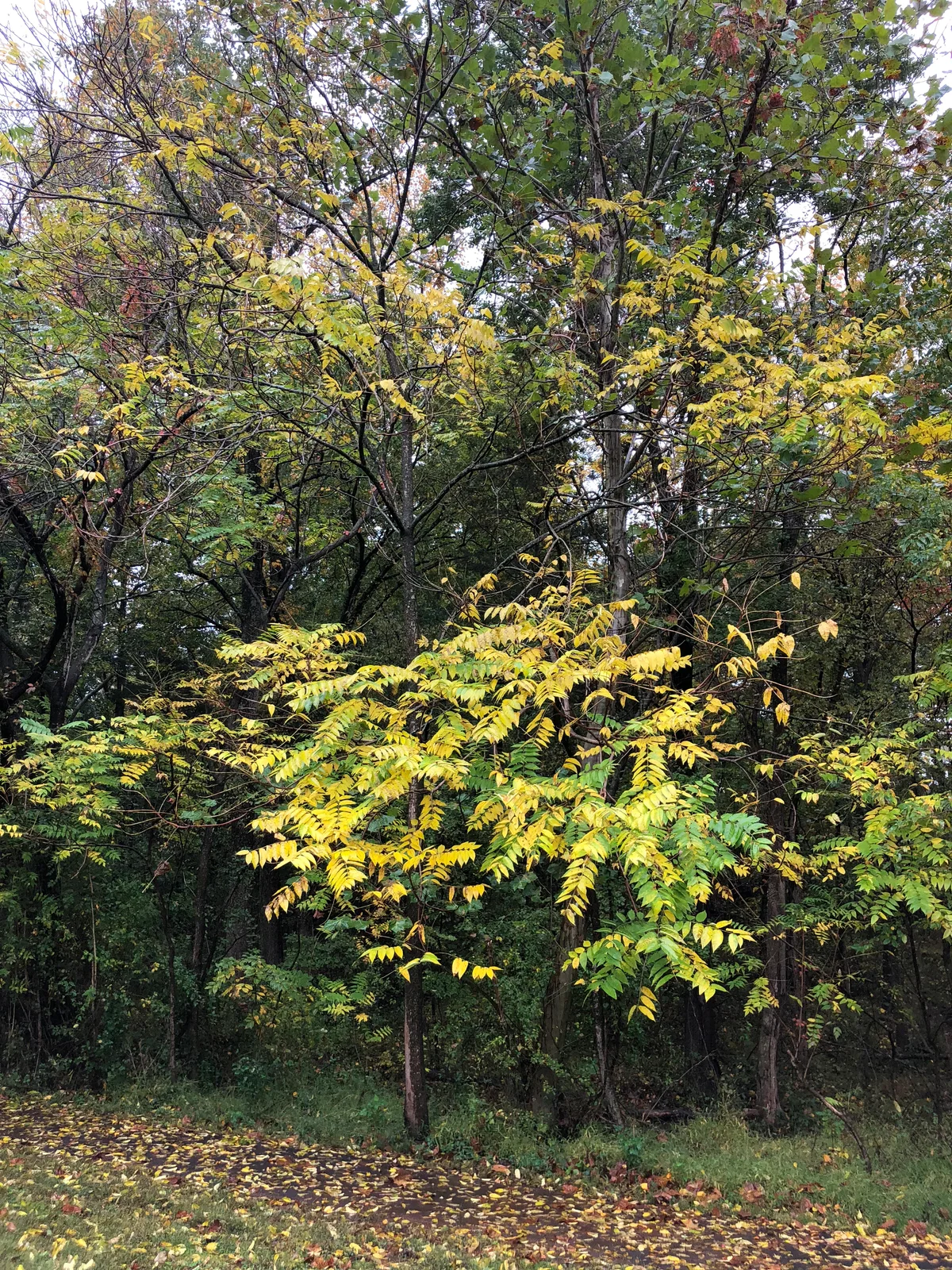 2020-10-12 16 32 03 A Tree of Heaven turning yellow in autumn along a walking path in the Franklin Glen section of Chantilly, Fairfax County, Virginia
