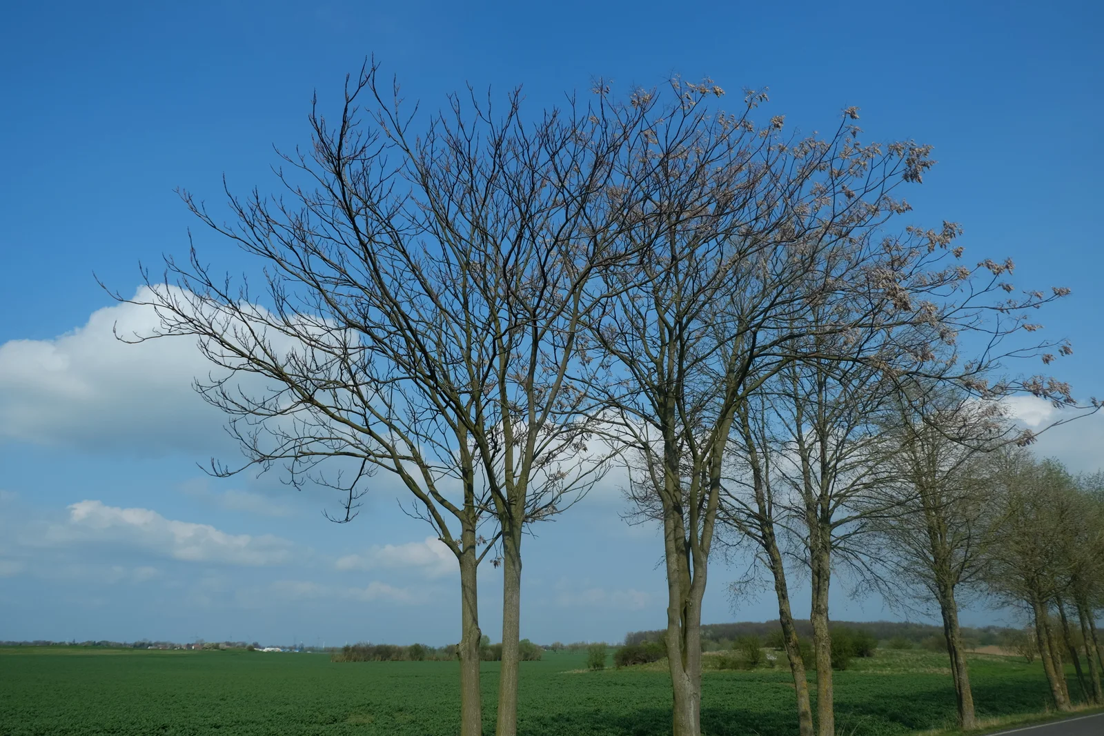 Korina 2017-04-02 Ailanthus altissima 1