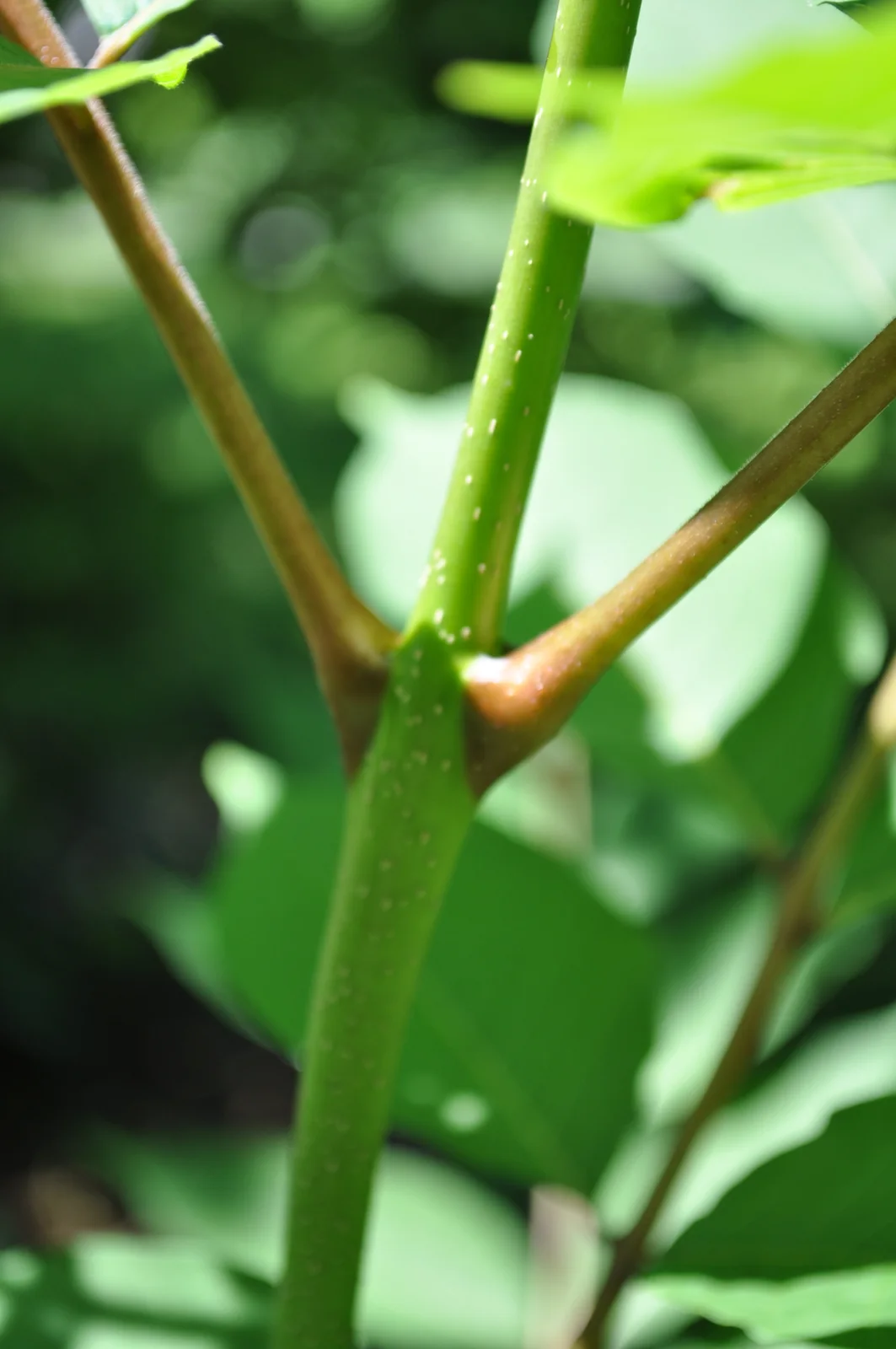 Ailanthus altissima - stem (close-up) (18121165313)