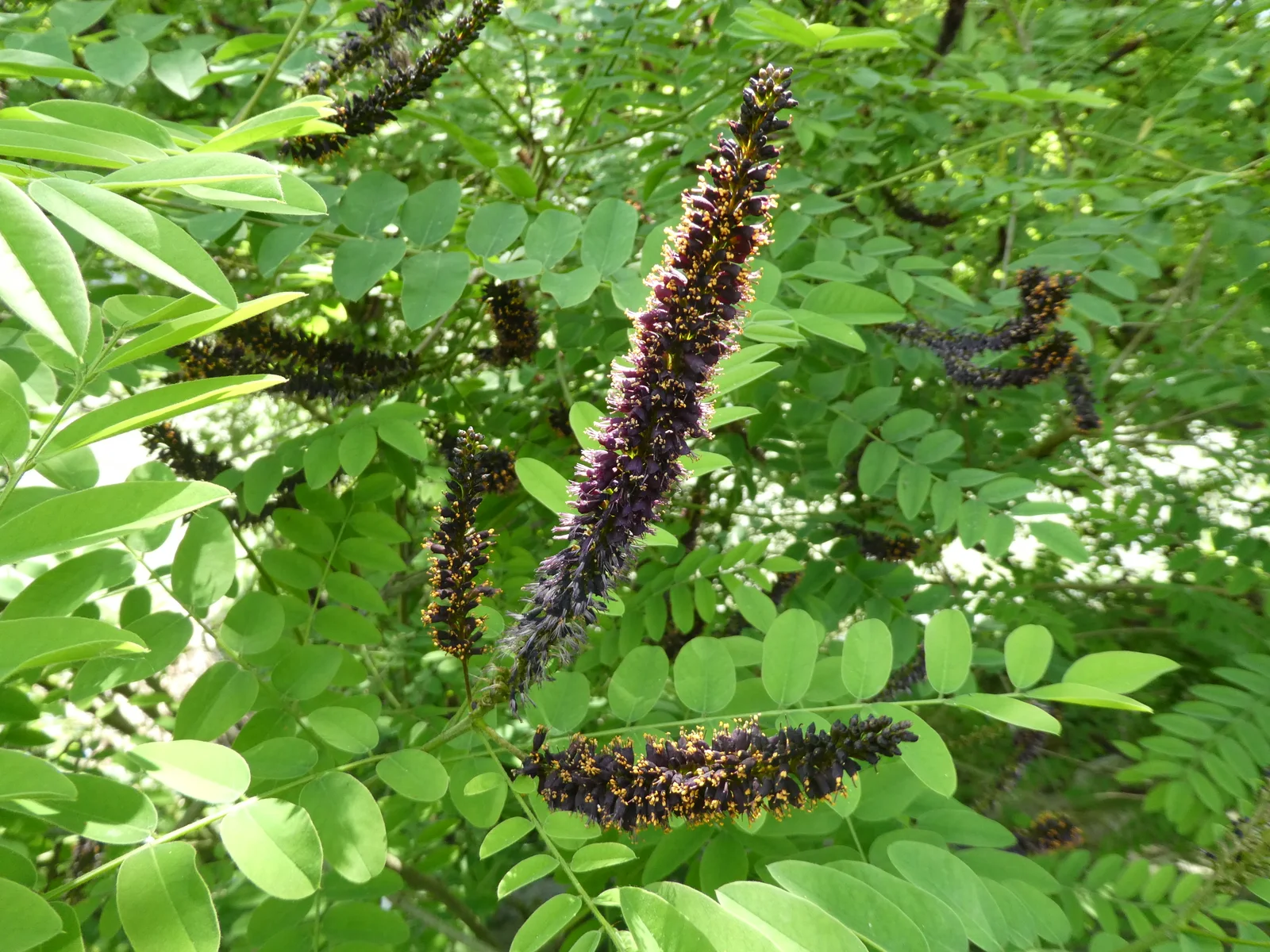 Amorpha fruticosa Crema 02