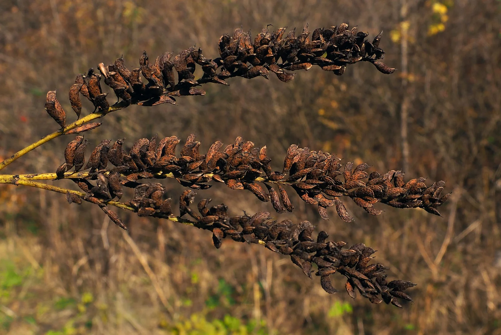 (ms) Amorpha fruticosa 8