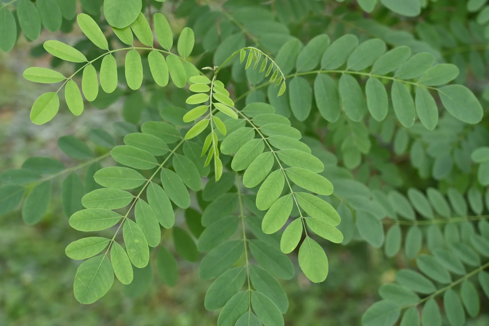 Amorpha fruticosa Amorfa krzewiasta 2024-05-26 05