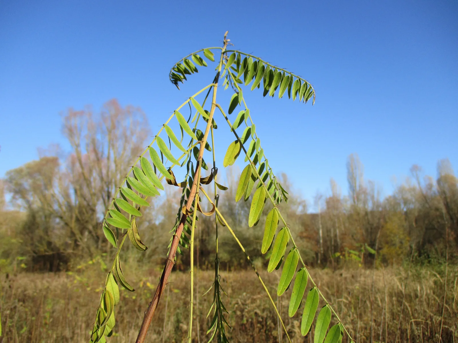 20201129Amorpha fruticosa1