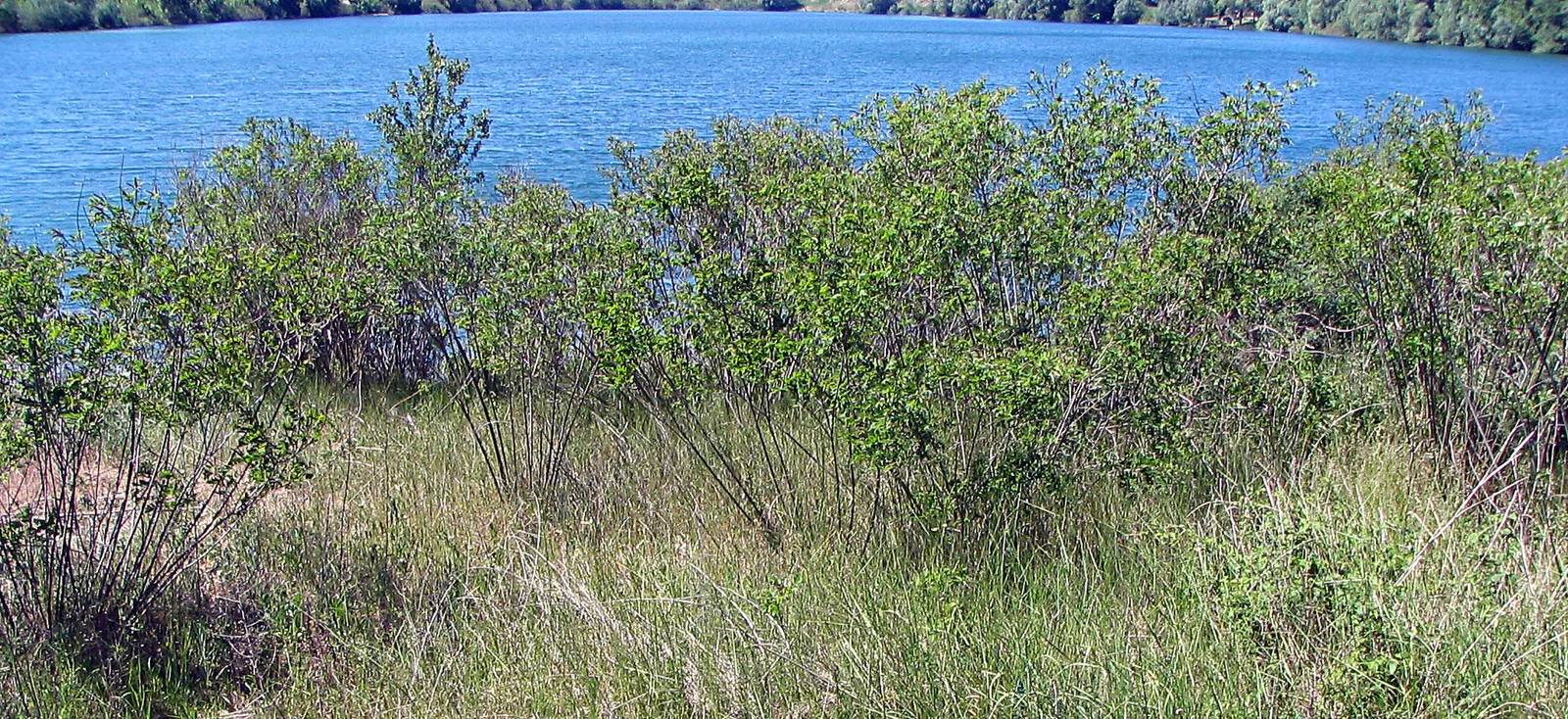 Amorpha makes 1.5.07.