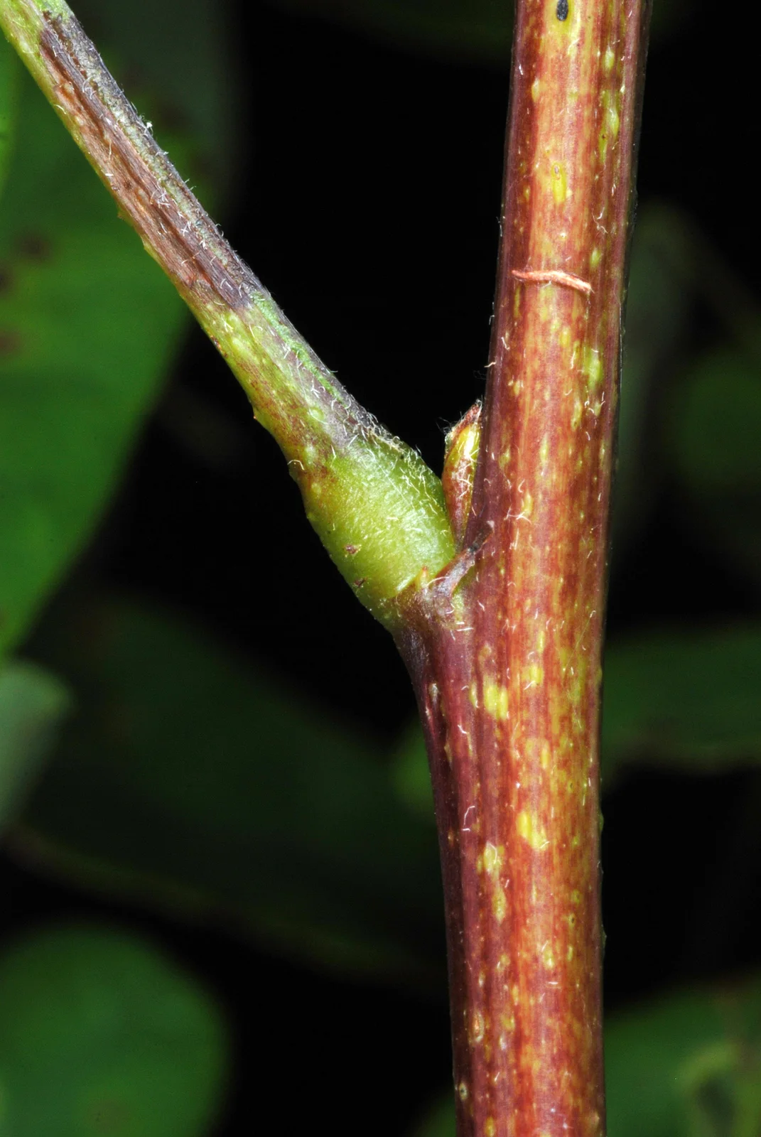 Amorpha fruticosa Aquia Landing1