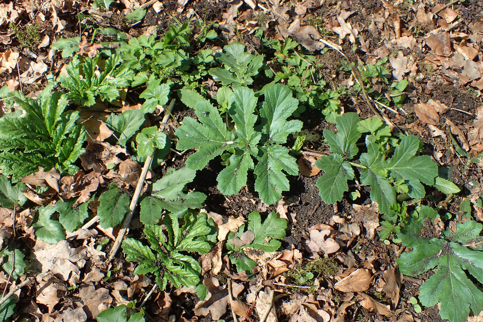Heracleum sosnowskyi kz24