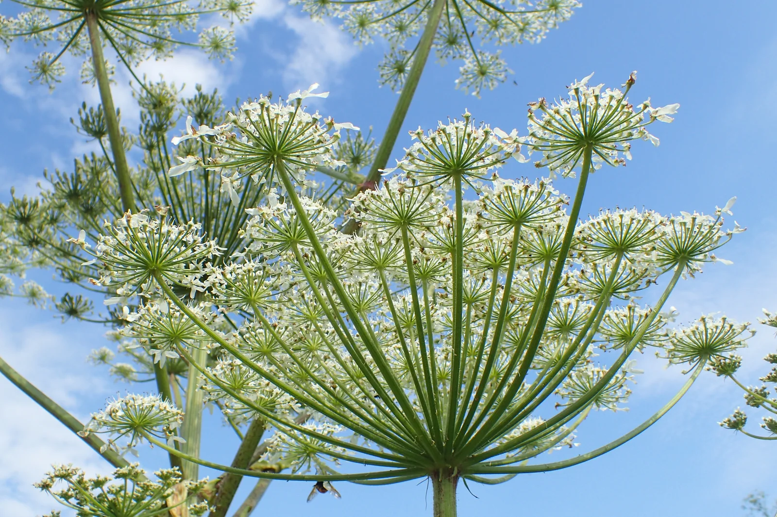 Heracleum sosnowskyi kz37