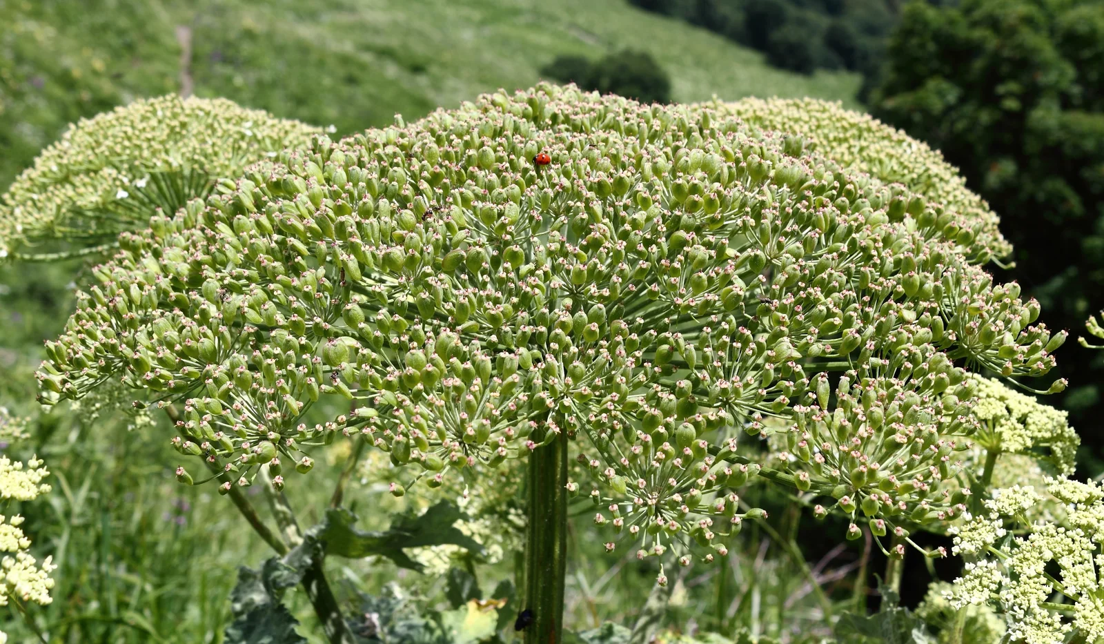 Heracleum sosnowskyi fruit