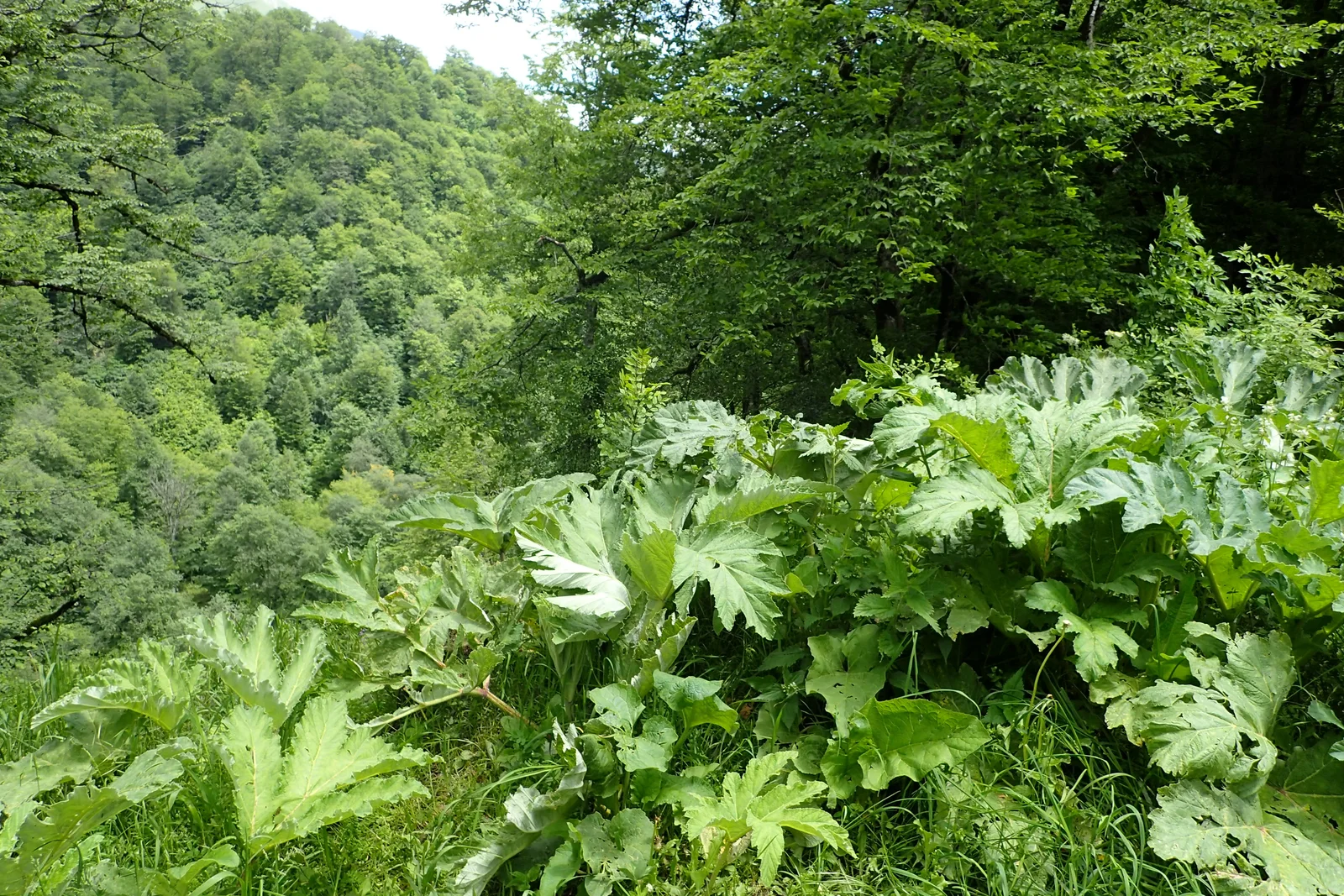 Heracleum sosnowskyi kz3