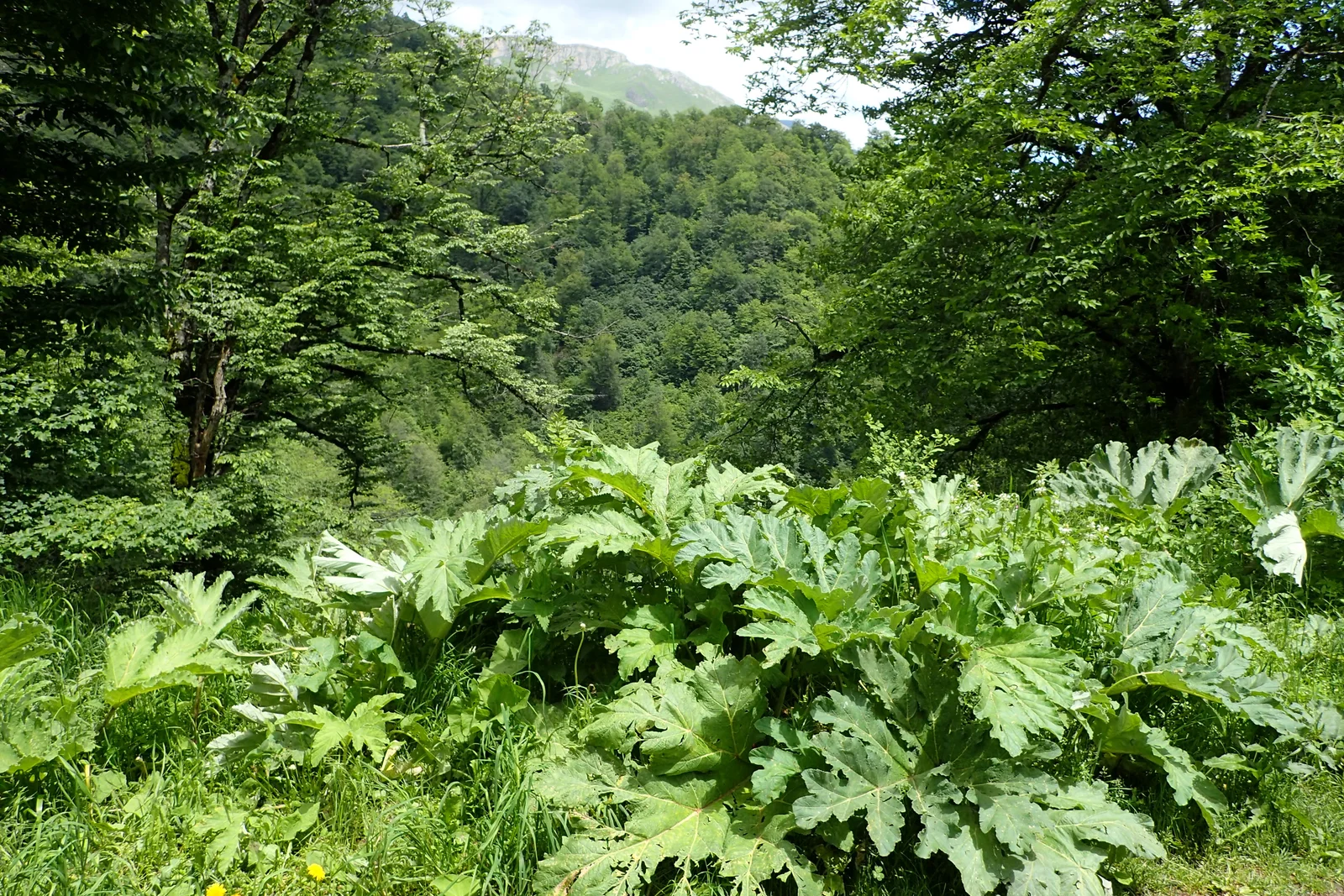 Heracleum sosnowskyi kz2