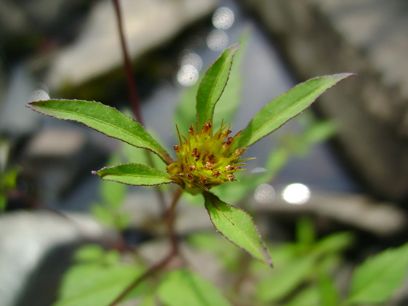 Bidens frondosa fleur