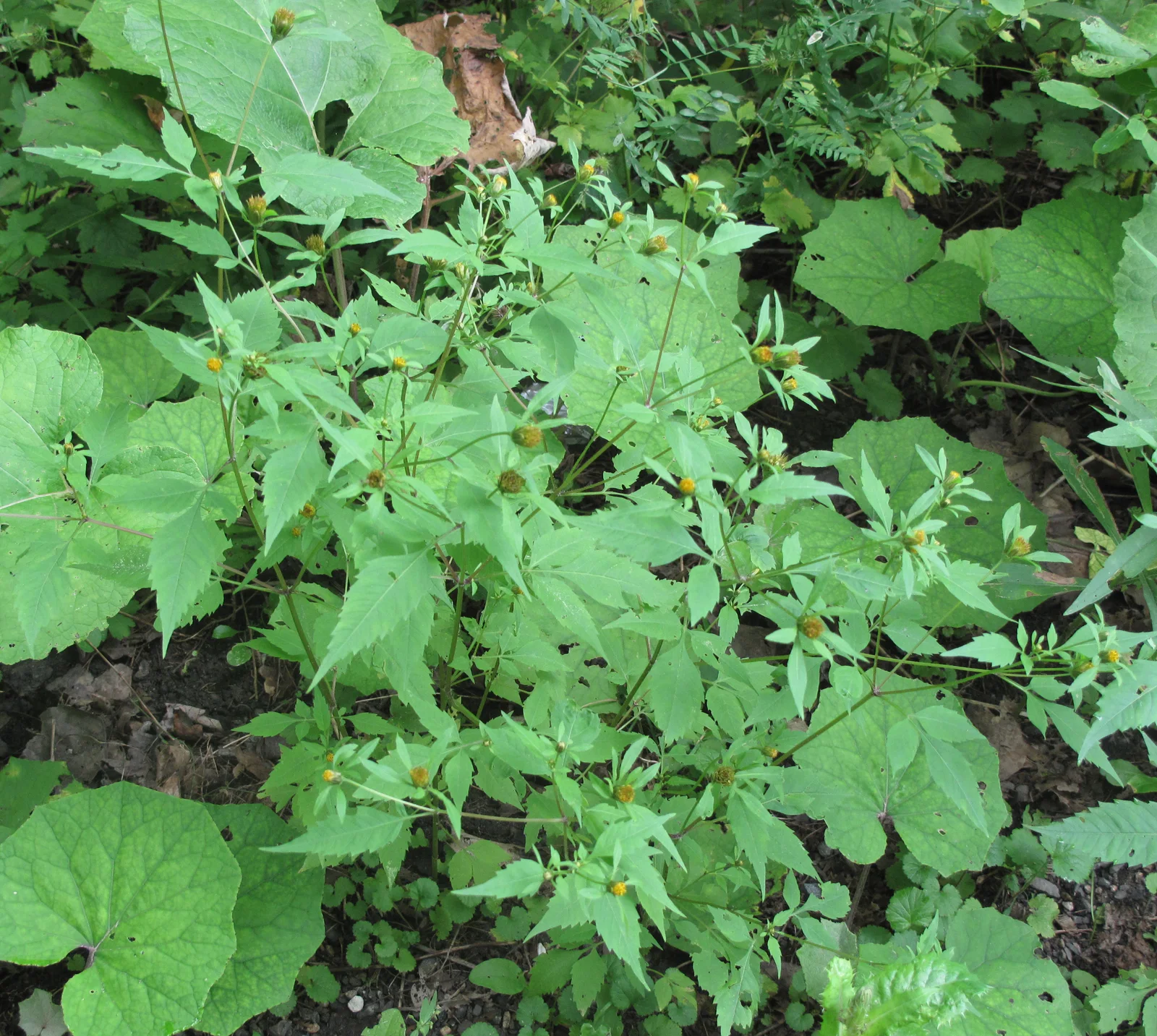 Bidens frondosa