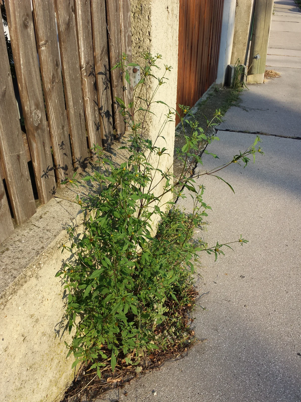 Bidens frondosa sl12
