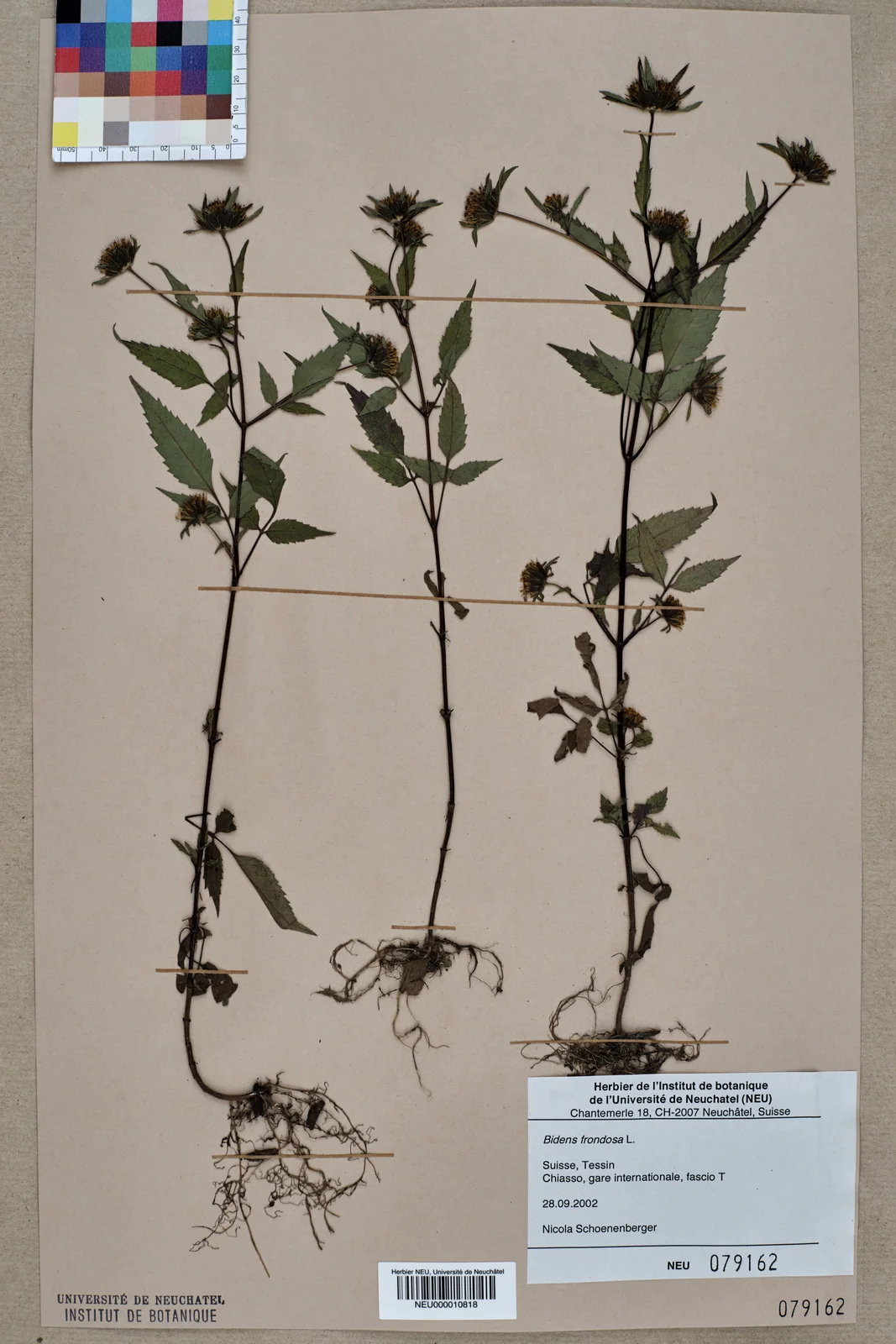 Neuchâtel Herbarium - Bidens frondosa - NEU000010818