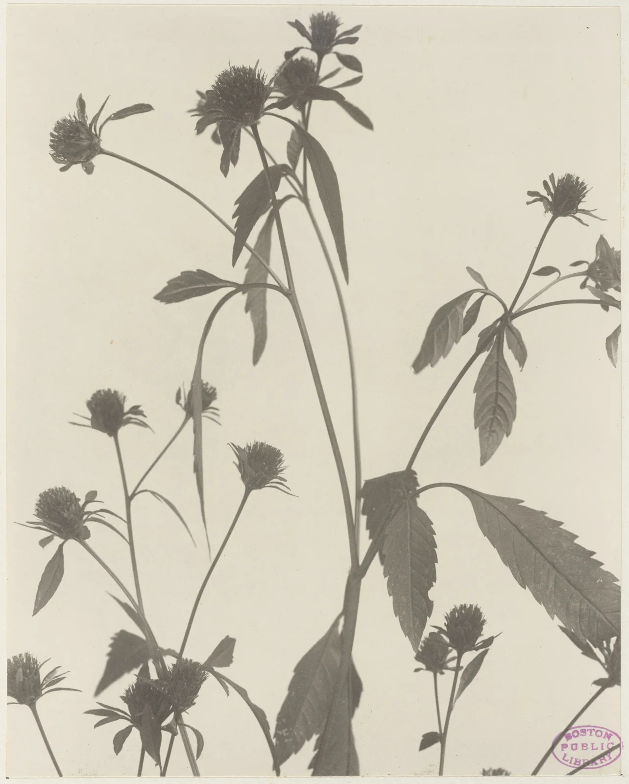 394. Bidens frondosa, beggar-ticks