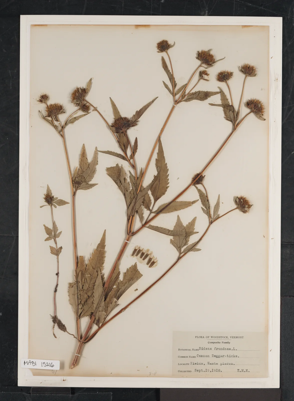 Bidens Frondosa (Common Beggar-Ticks) in Billings-Kittredge Herbaria (6ea276e4-f159-453e-9b6b-c4967625a5c3)