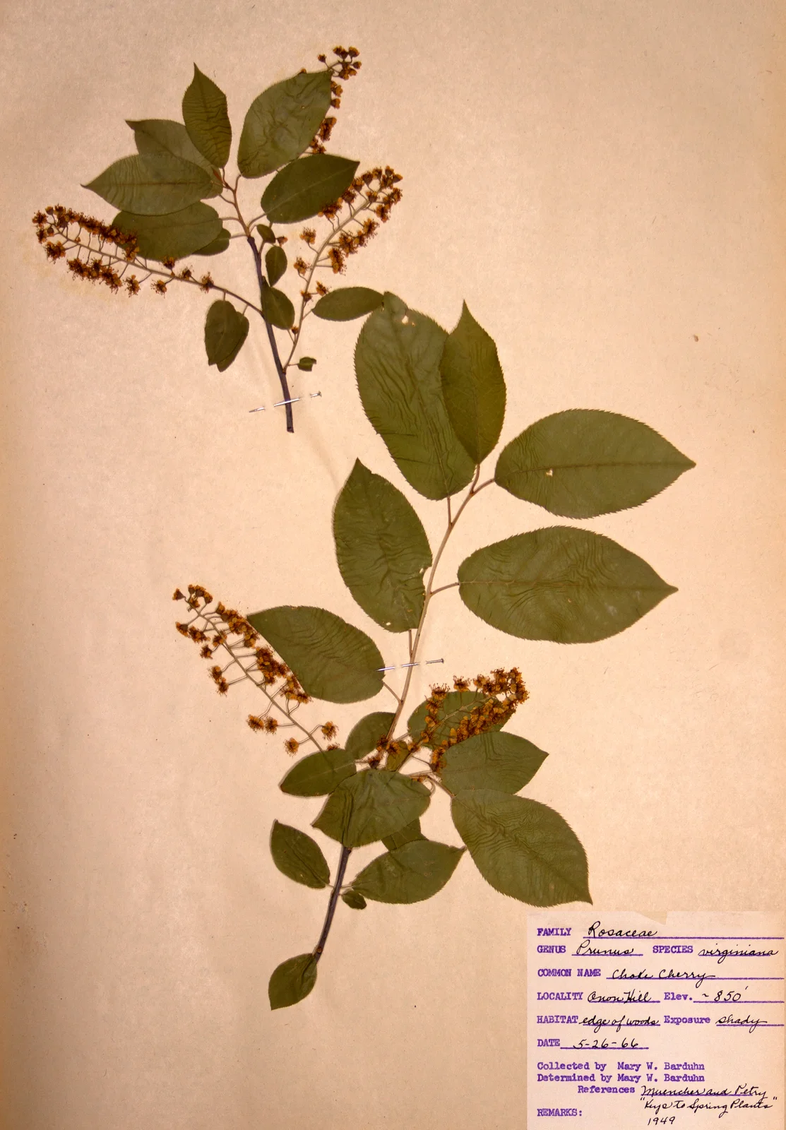 Prunus virginiana var. virginiana BW-1966-0526-0859