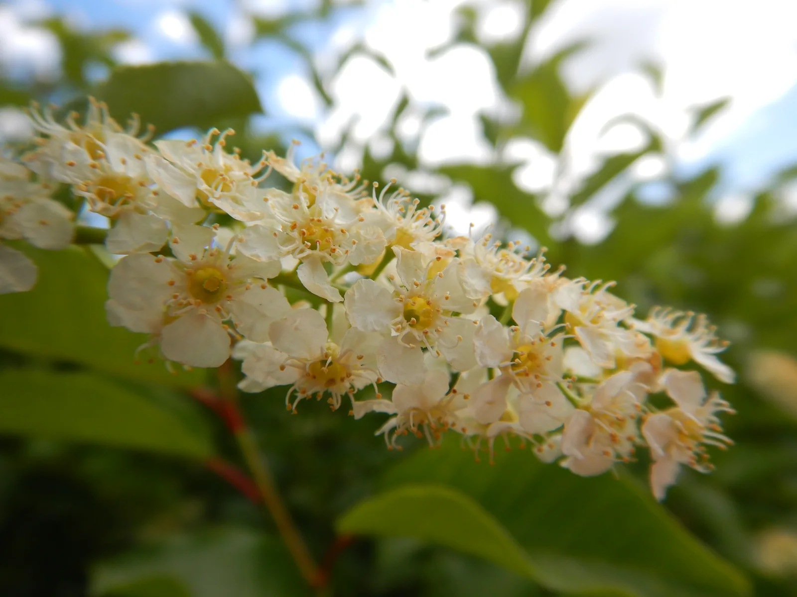 Prunus virginiana - chokecherry - Flickr - Matt Lavin (2)