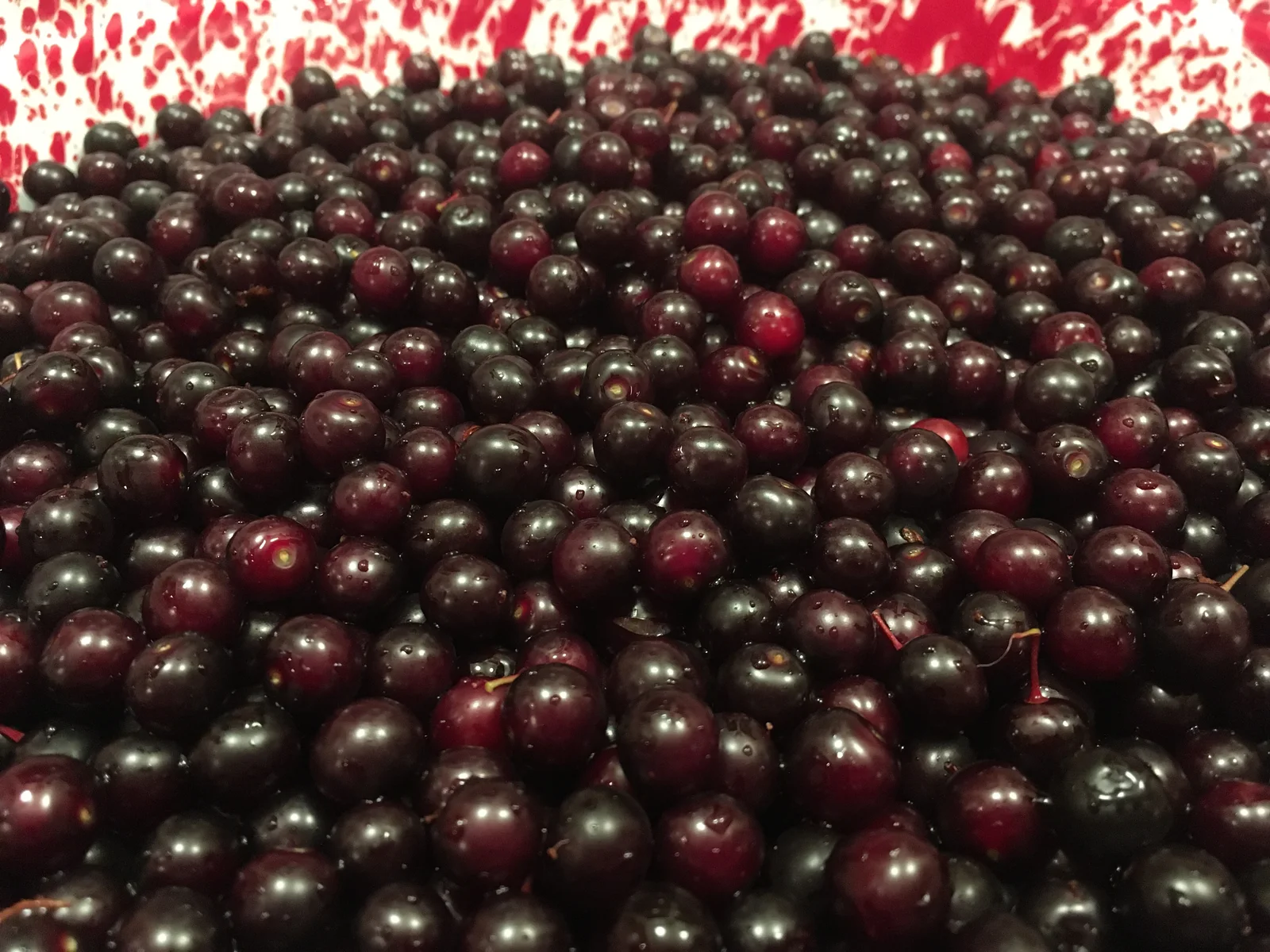 Prunus virginiana - chokecherry - Flickr - Matt Lavin