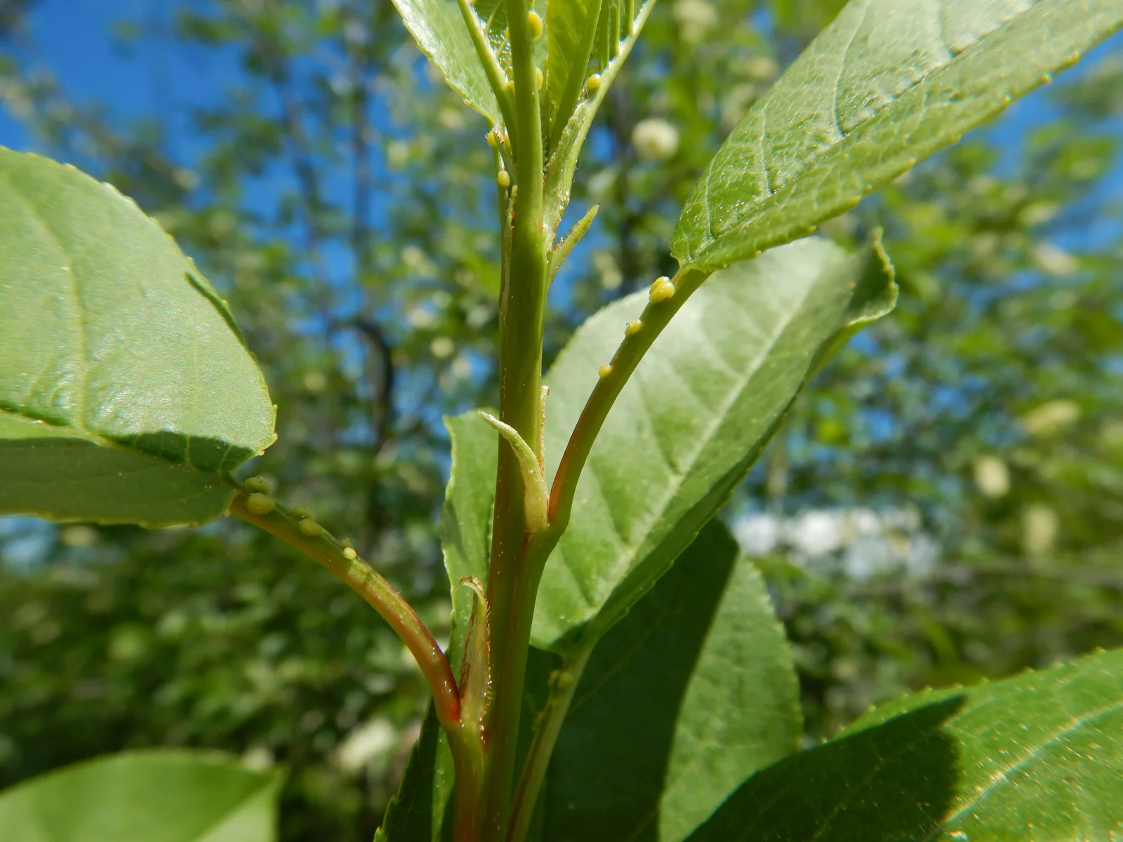 Prunus virginiana - chokecherry - Flickr - Matt Lavin (12)