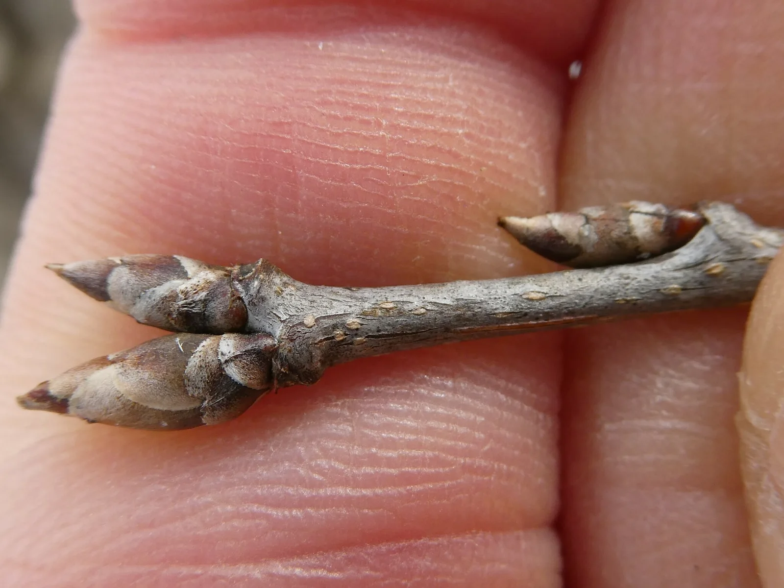 Prunus virginiana observation 149167386