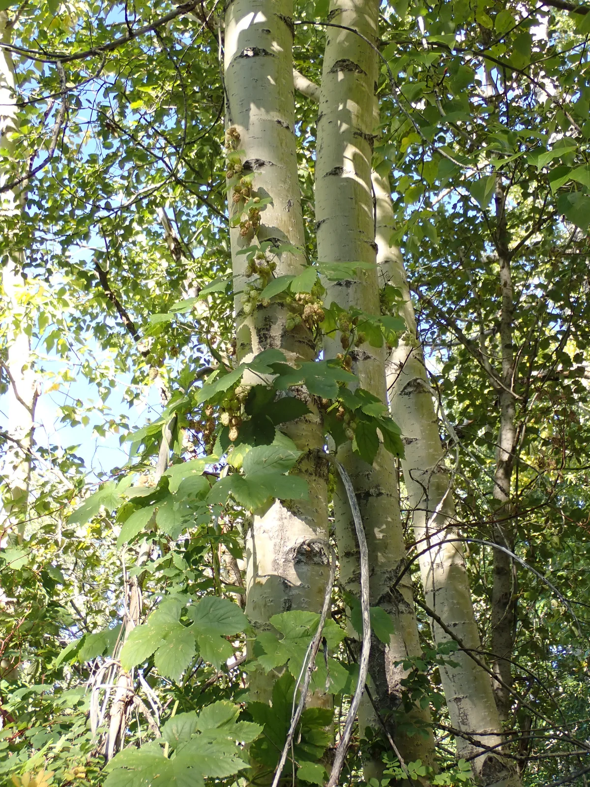 Humulus lupulus - hops - 52389908358