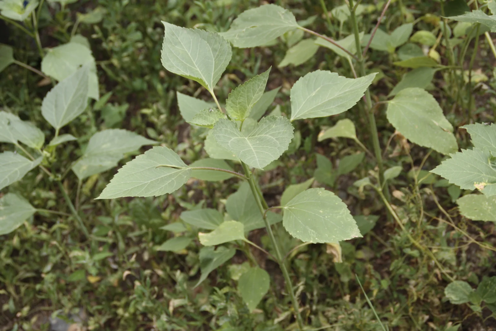 Cyclachaena xanthiifolia