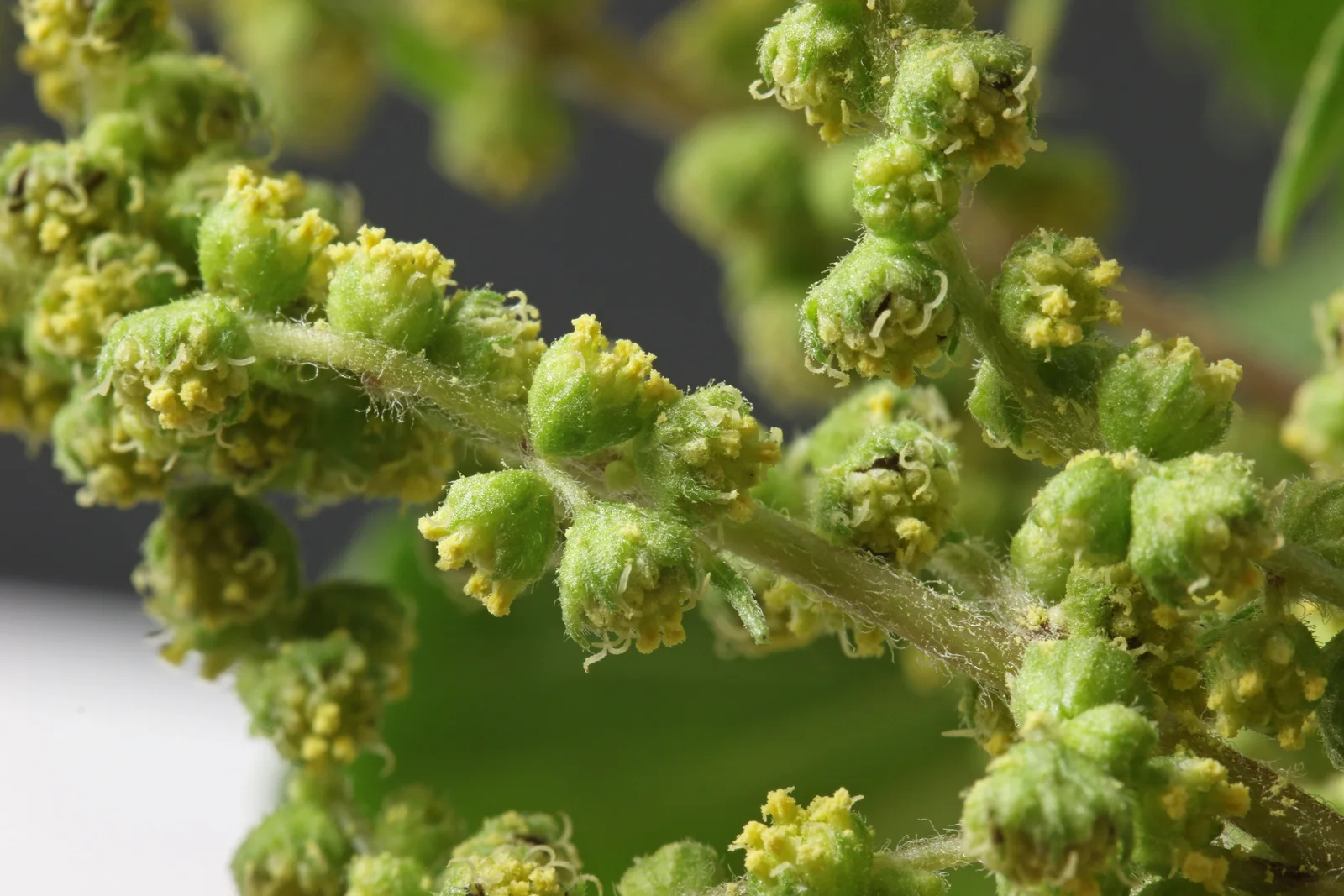 Cyclachaena xanthiifolia - 2015.08.19 - andrey zharkikh