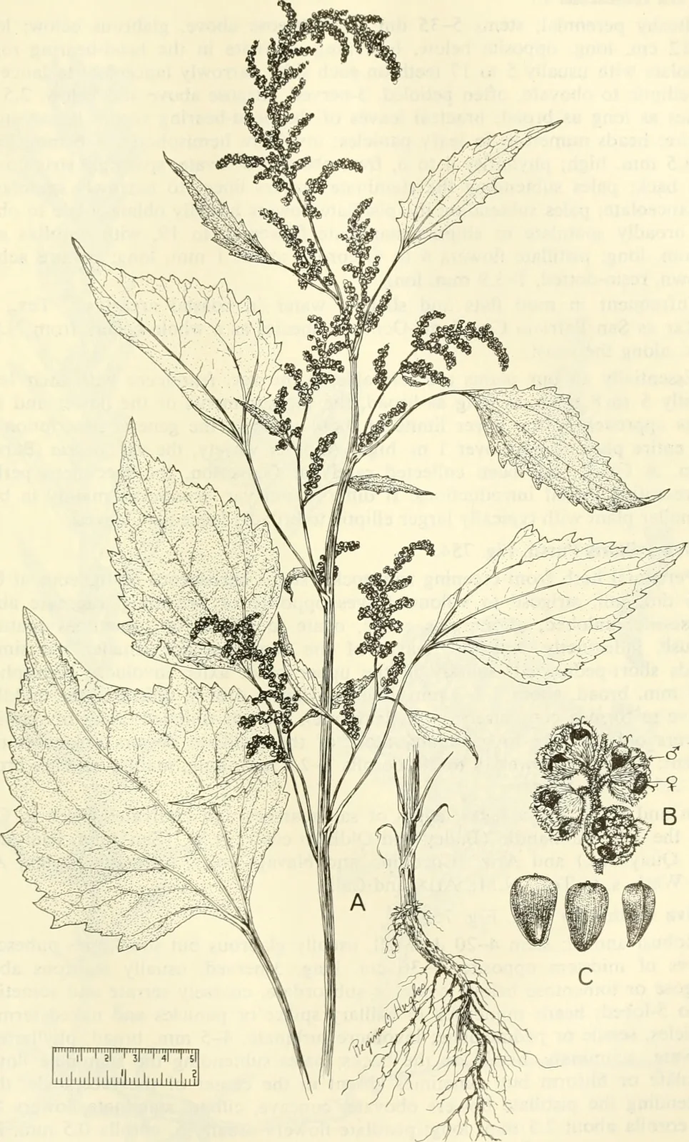 Aquatic and wetland plants of southwestern United States (1972) (19744383272)