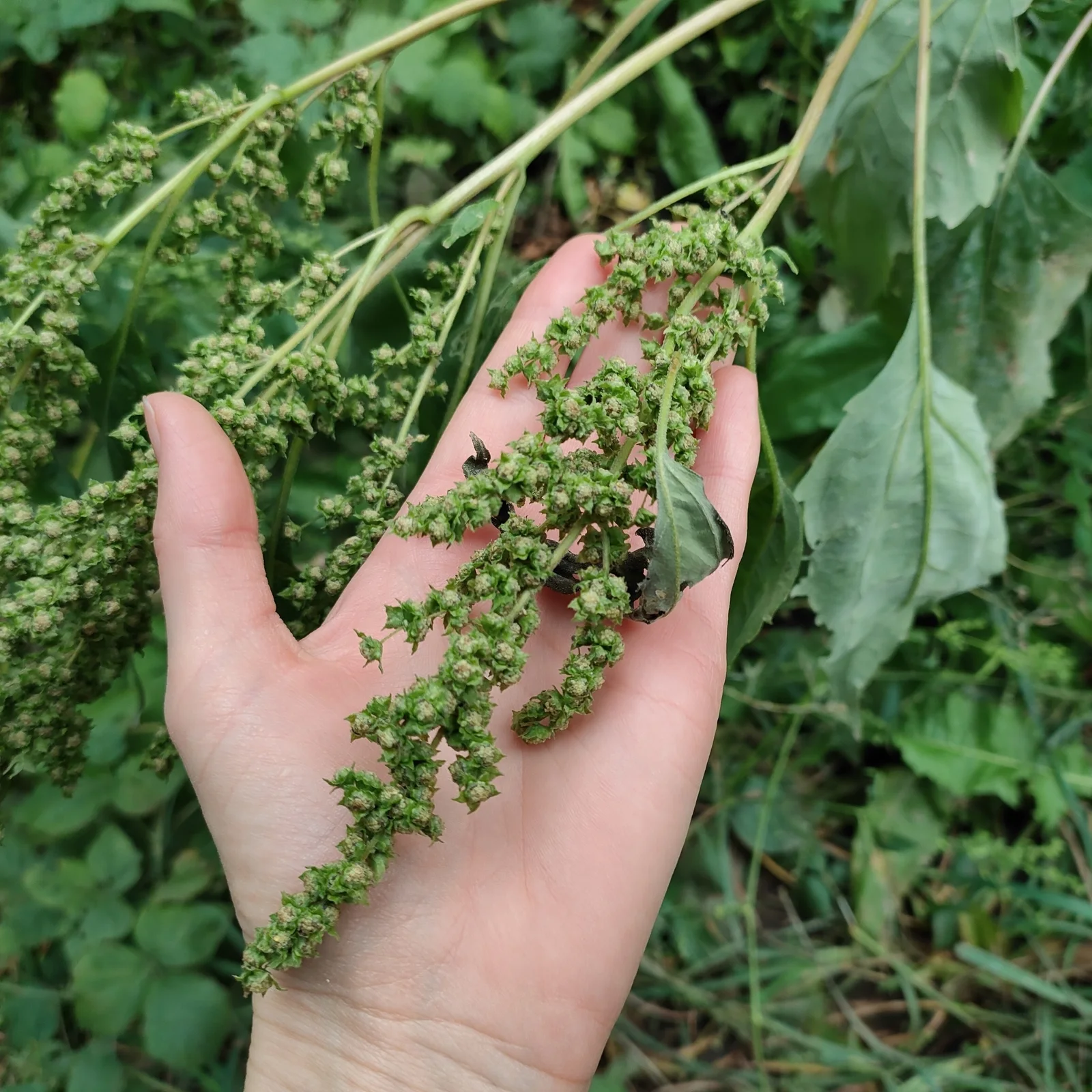Euphrosyne xanthiifolia observation 137130515
