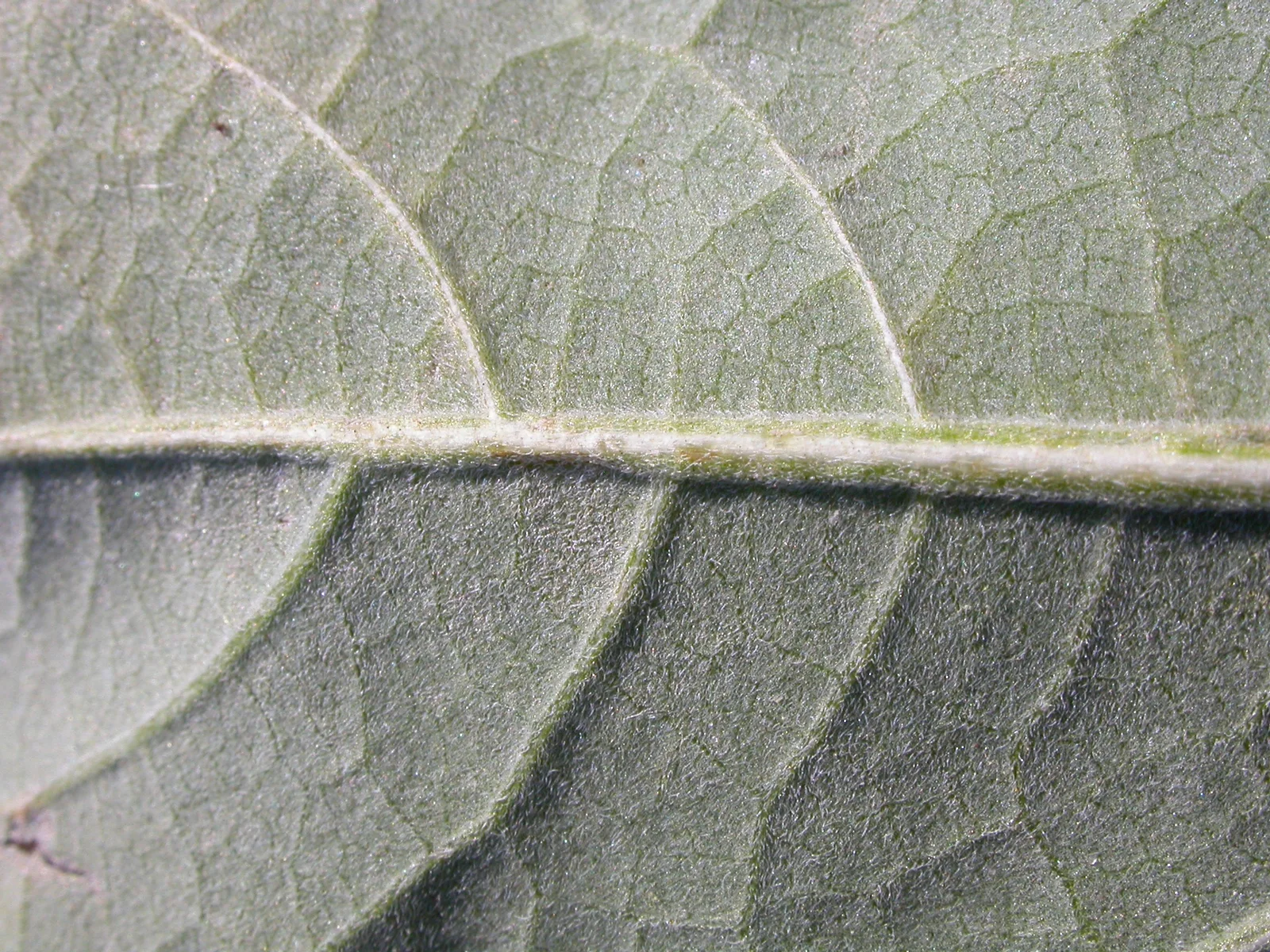 Iva xanthifolia (5090806305)