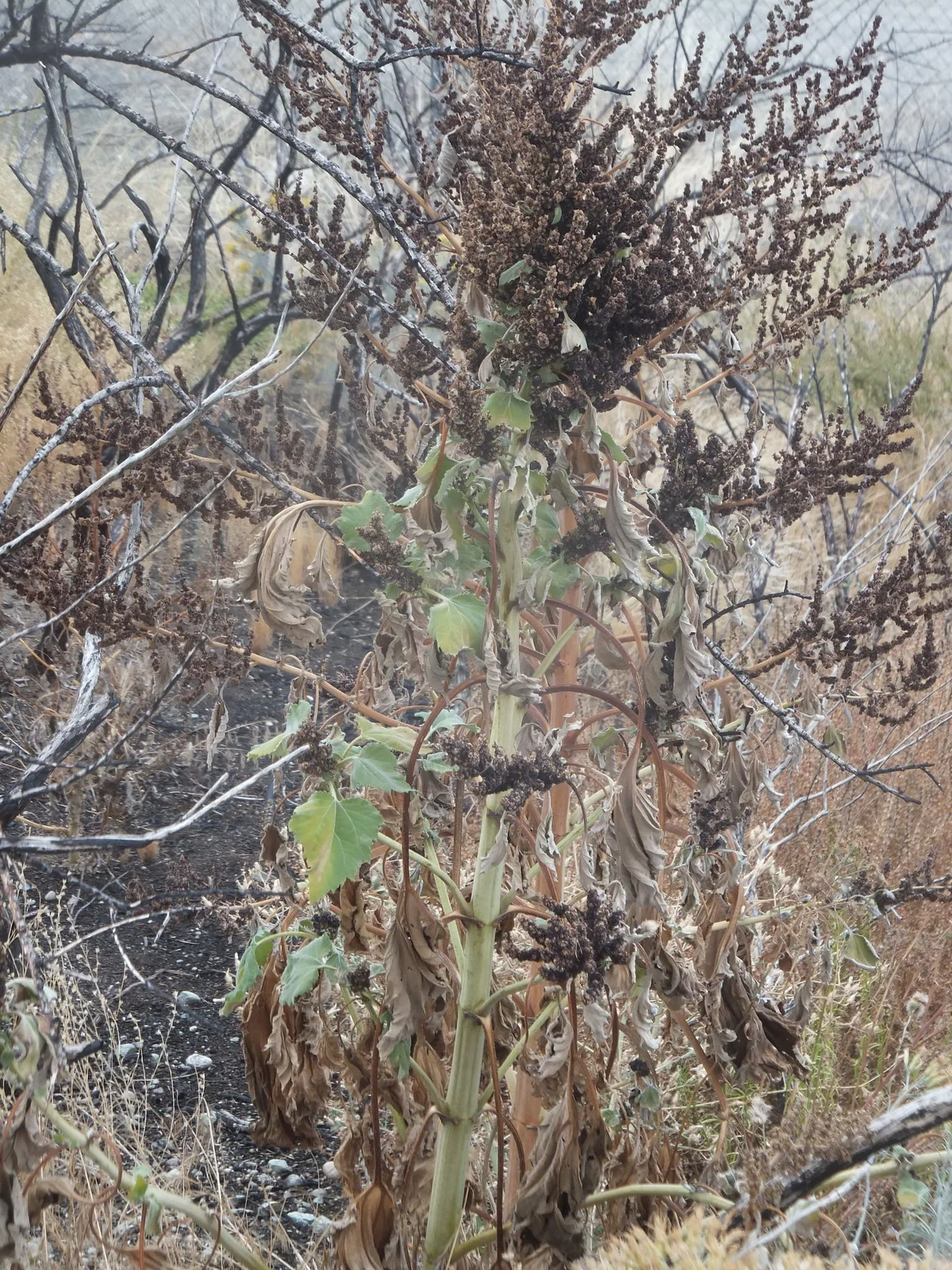 Euphrosyne xanthiifolia observation 62639503