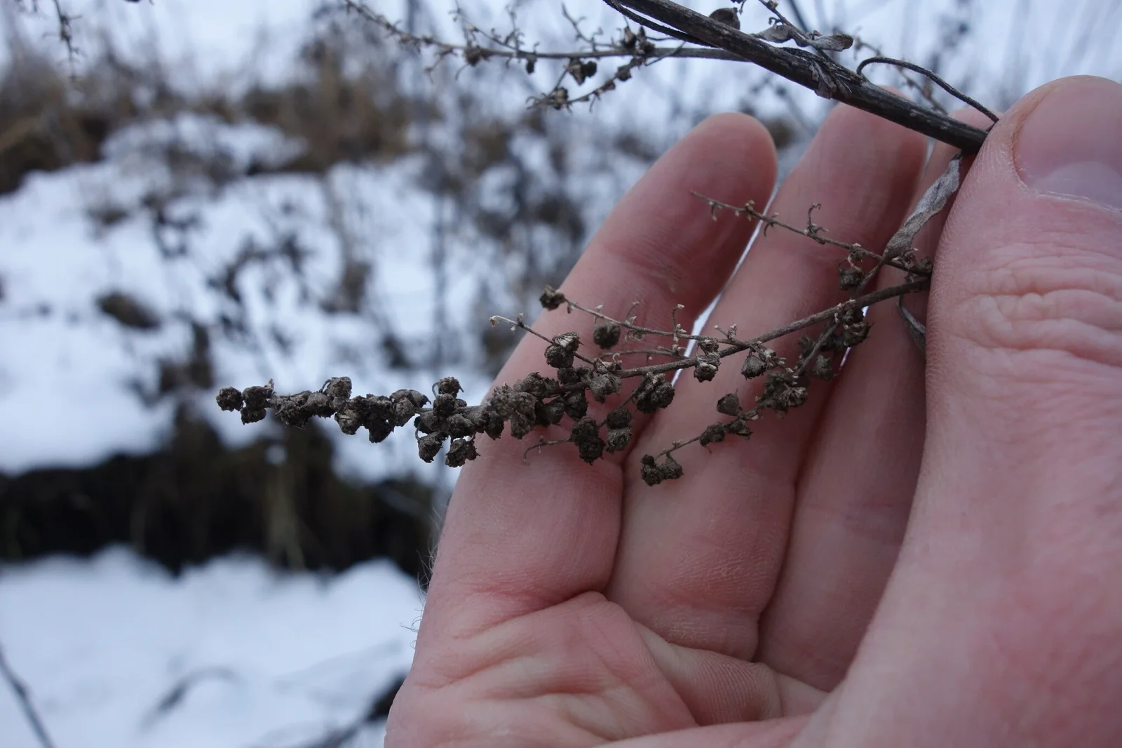 Euphrosyne xanthiifolia observation 145504352