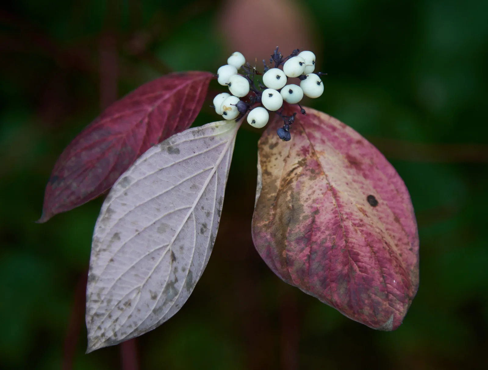 Cornus alba A