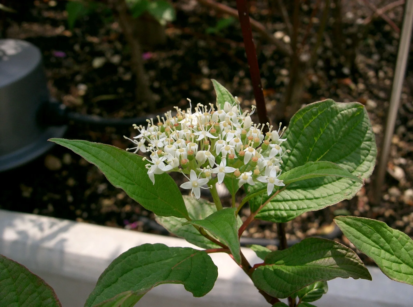 Cornus alba 'sibirica'1