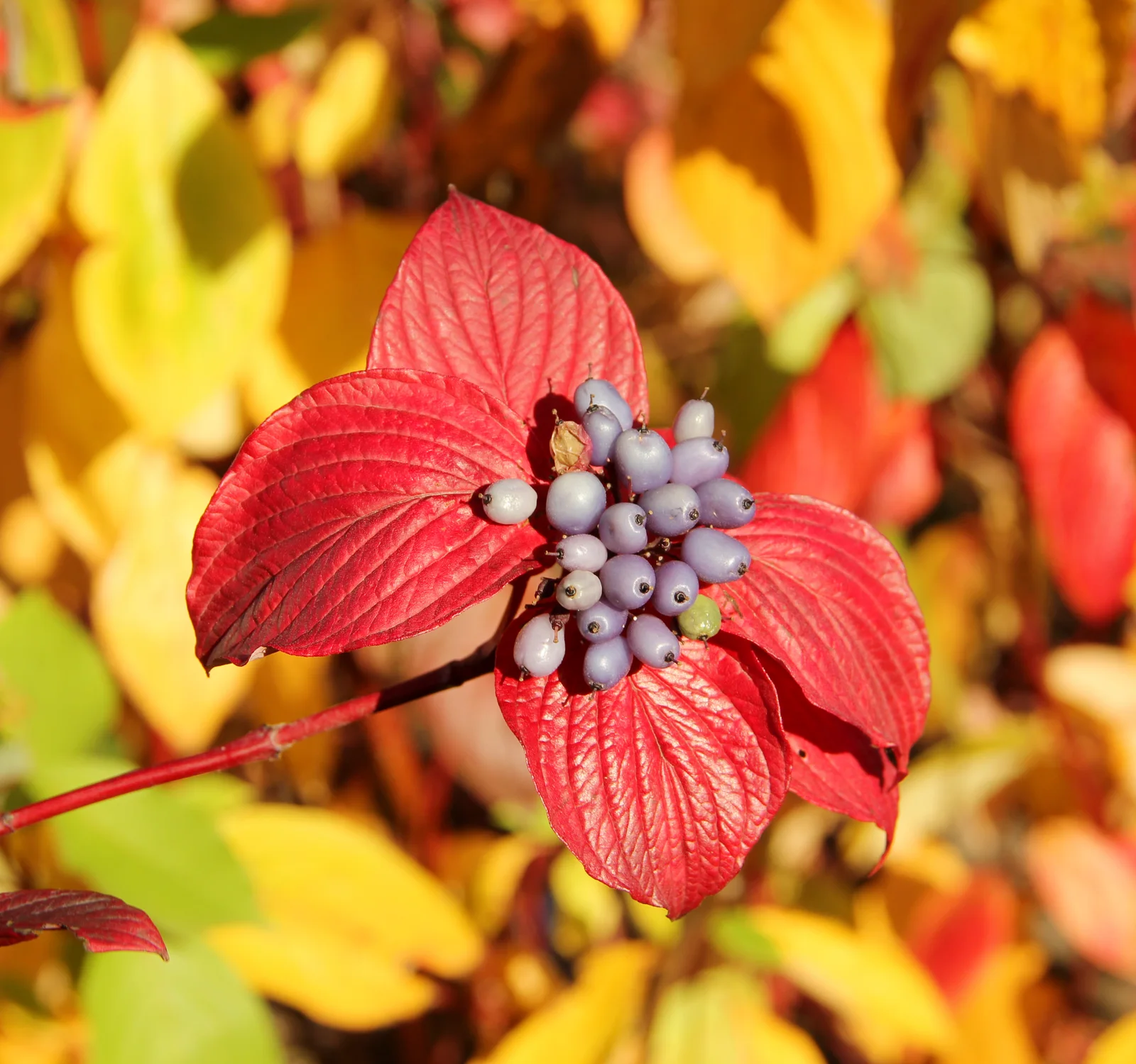 Cornus Alba Дерен белый Плоды