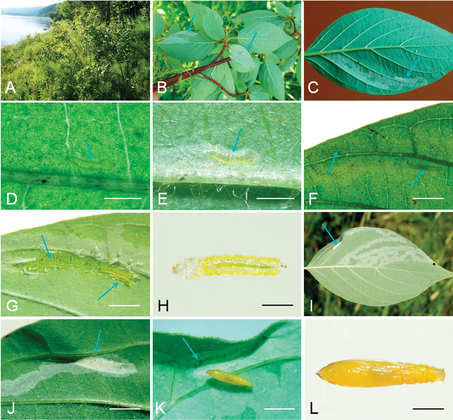 Biology of Phyllocnistis verae (10.3897-zookeys.736.20739) Figure 7