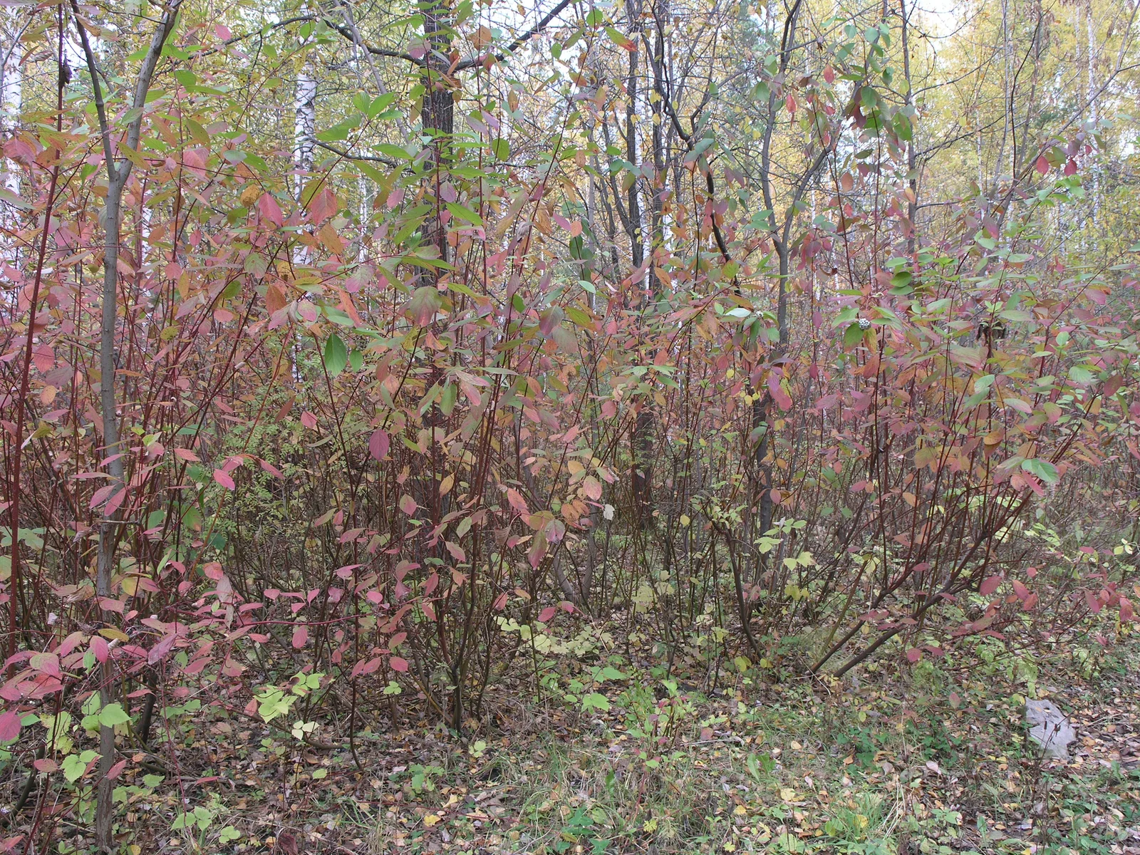 Cornus alba observation 63632081