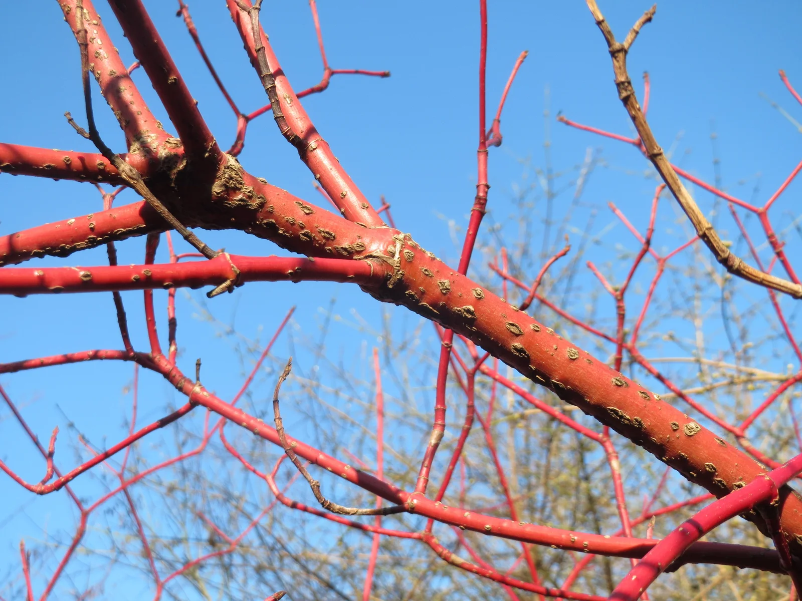 20151224Cornus alba