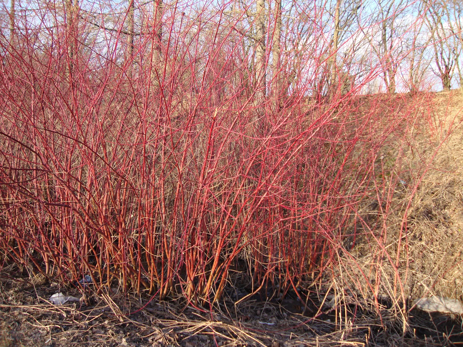 Cornus alba Korallikanukka Korallkornel C DSC01782