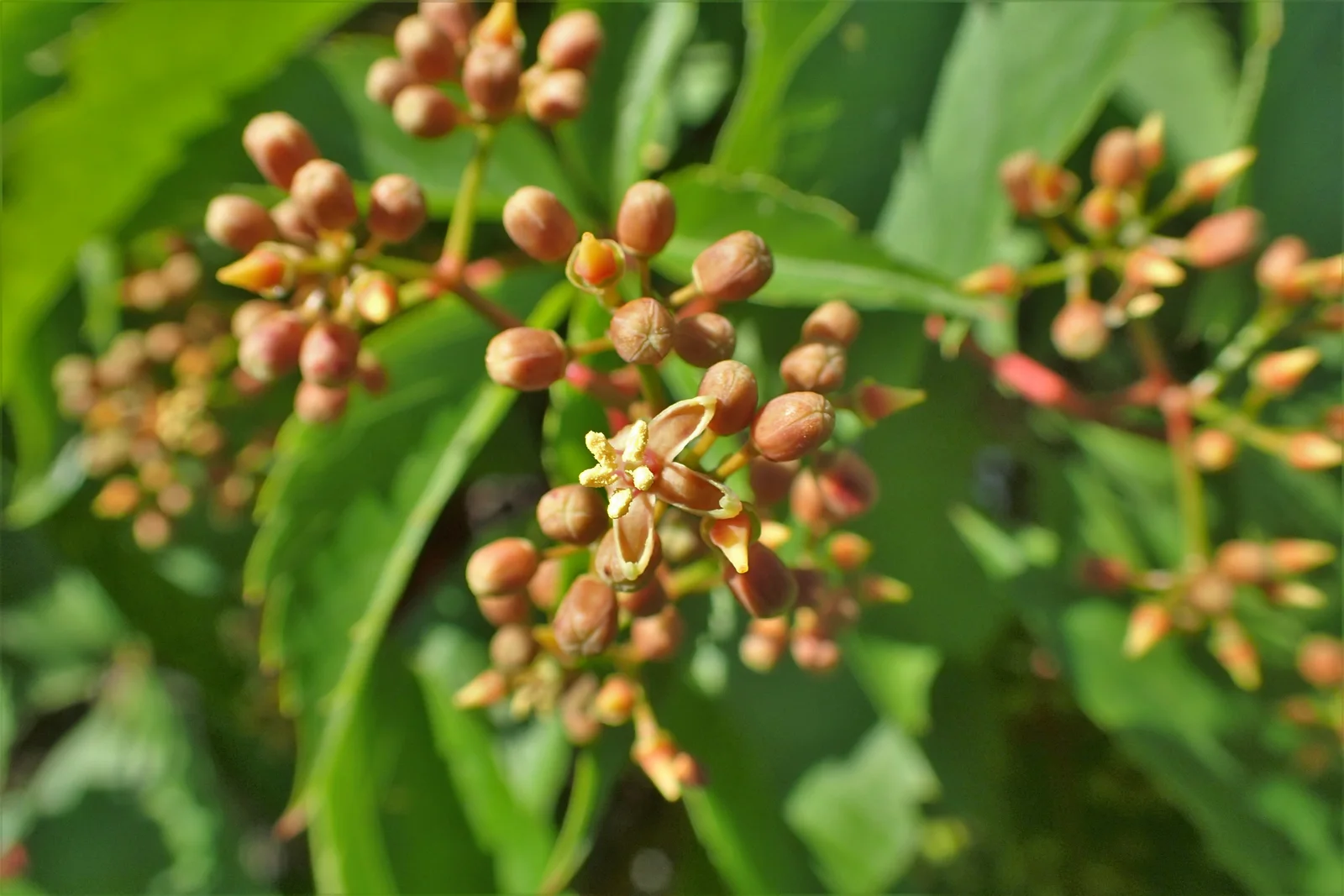 Parthenocissus quinquefolia kz01