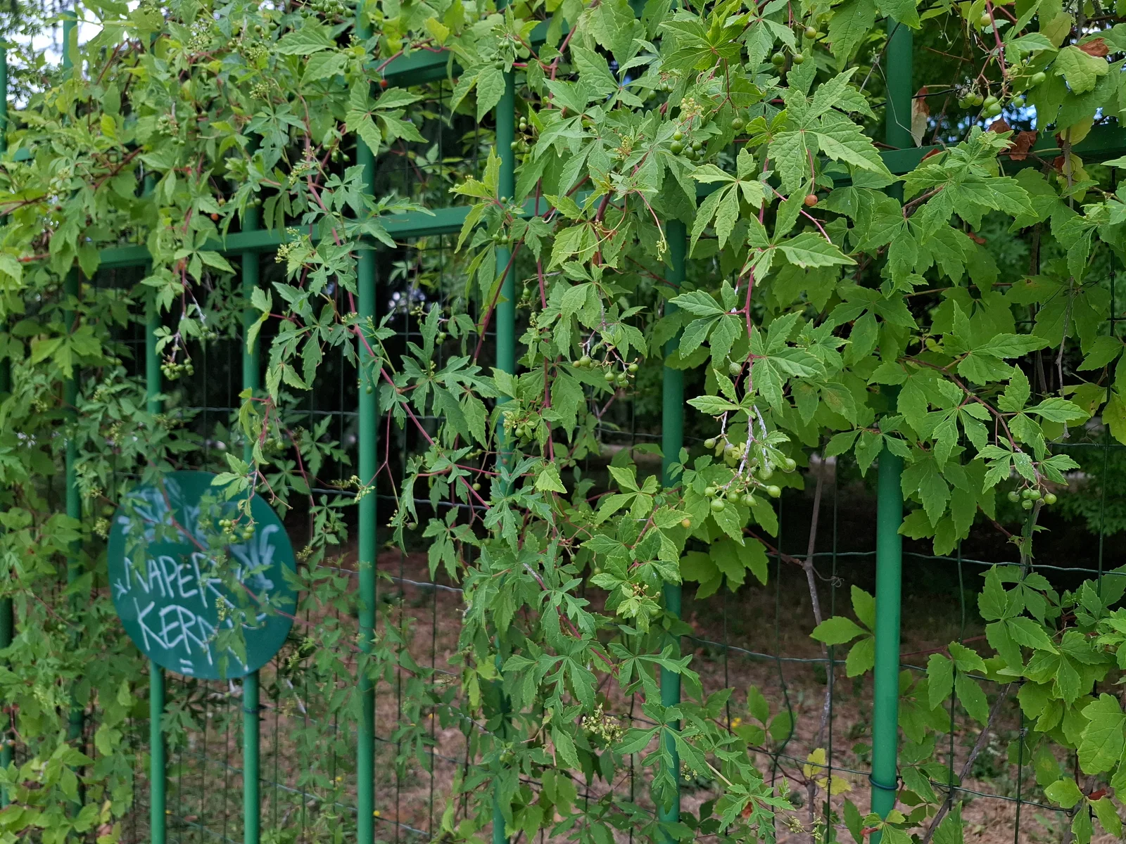 Parthenocissus quinquefolia, šetnica Botaničkog vrta, 2025
