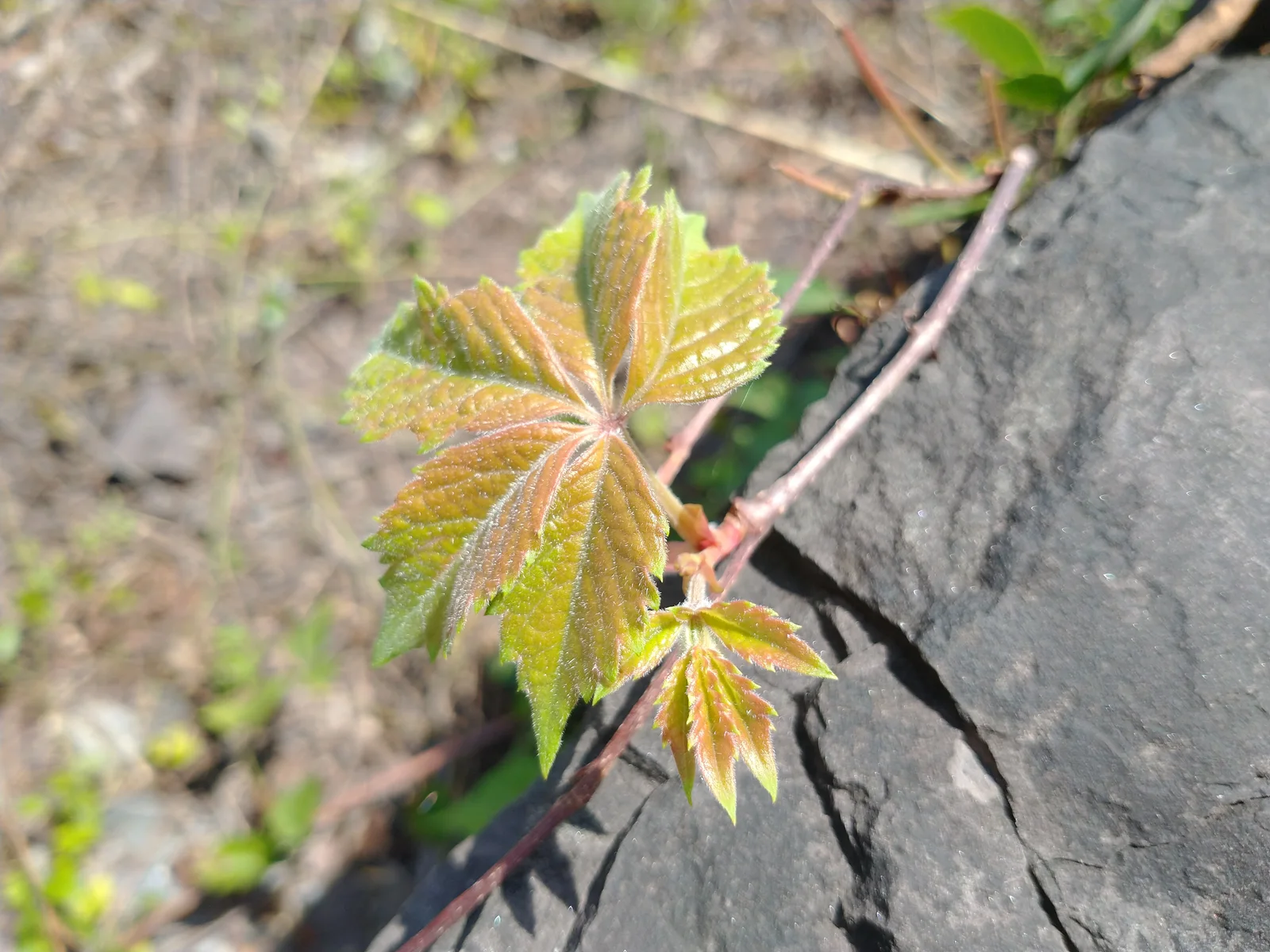 Parthenocissus quinquefolia Foliage