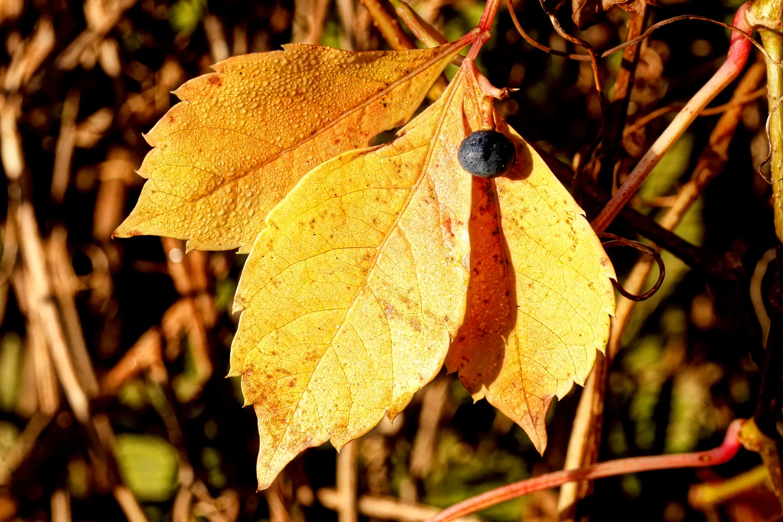 Parthenocissus quinquefolia -wild wine- in autumn discoloration