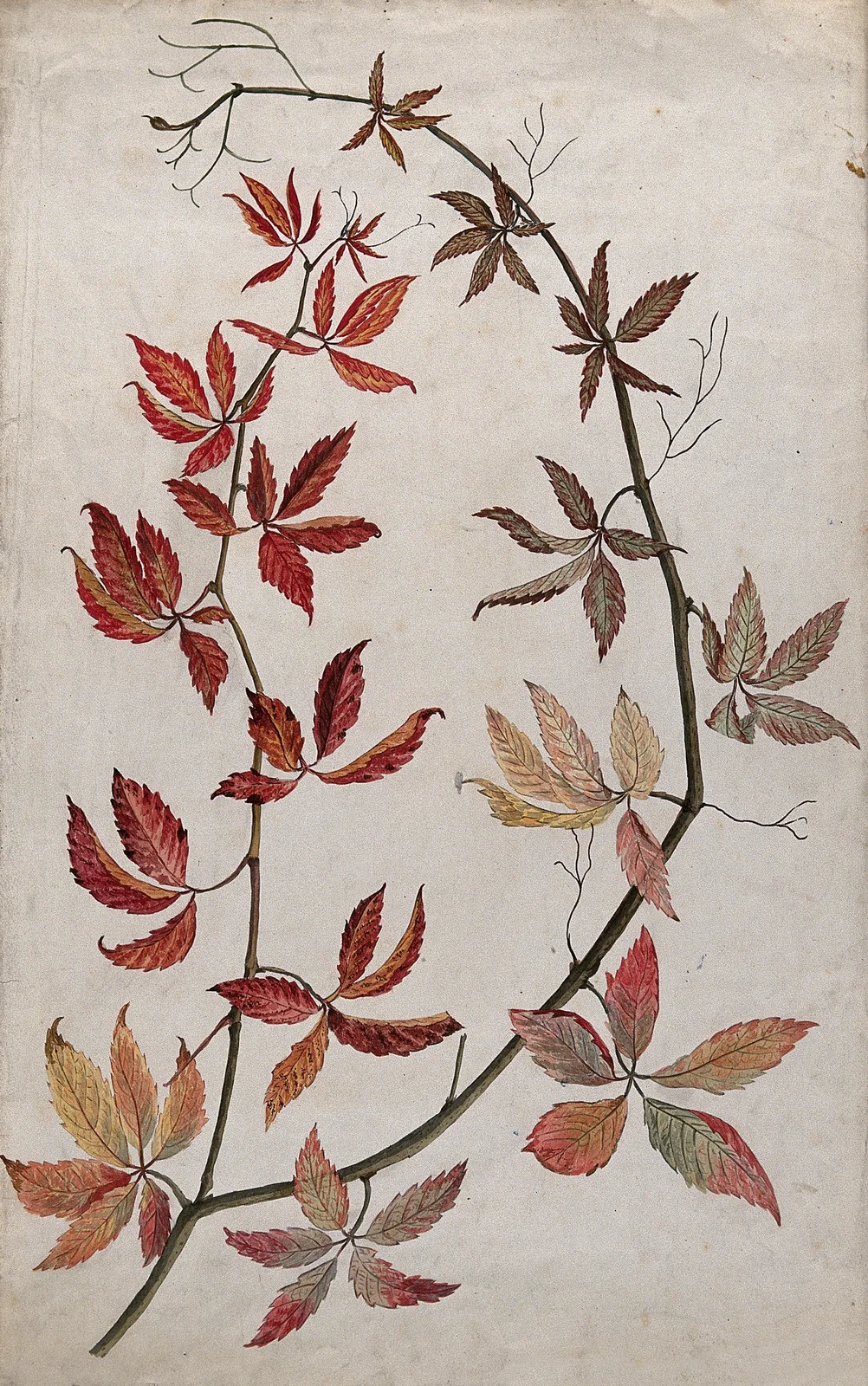 Virginia creeper (Parthenocissus quinquefolia): stem with co